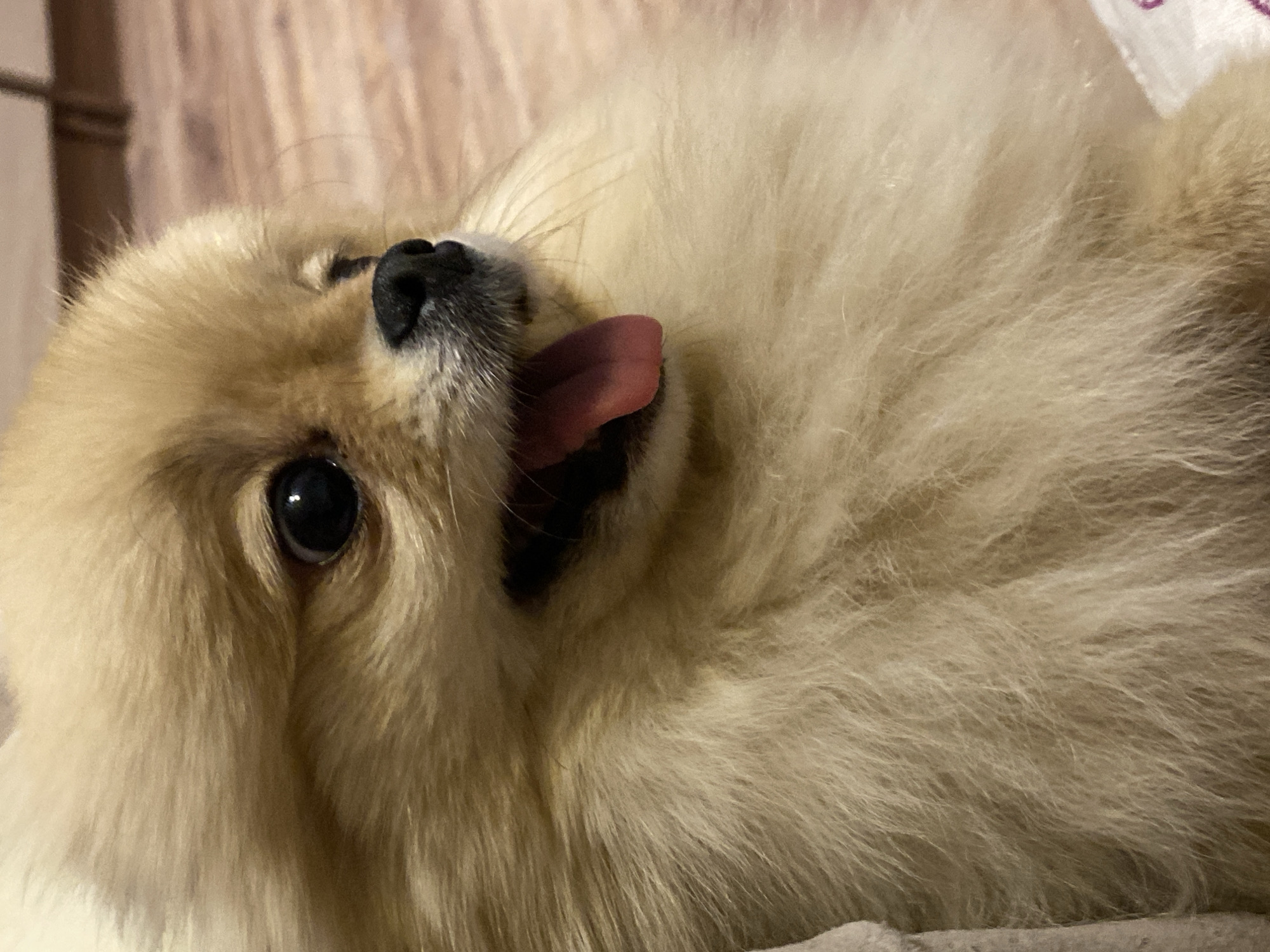 A close-up, horizontal image shows a fluffy, cream-colored dog, likely a Pomeranian, lying down. The dog's head is positioned towards the left of the frame, with its body extending to the right. Its left eye, which is dark and round, is wide open and gazes upwards. The dog has a black nose and a small, pink tongue extended slightly from its mouth, giving it a playful or relaxed expression. The fur is very thick and soft in appearance, with shades ranging from light cream to a soft golden brown. The background behind the dog's head is blurred, showing a light brown surface with a subtle wood grain texture. The area beneath the dog's body, particularly at the bottom right, appears to be a lighter, soft fabric, possibly a blanket or bed. The overall lighting is soft, suggesting an indoor setting. There is no visible text.