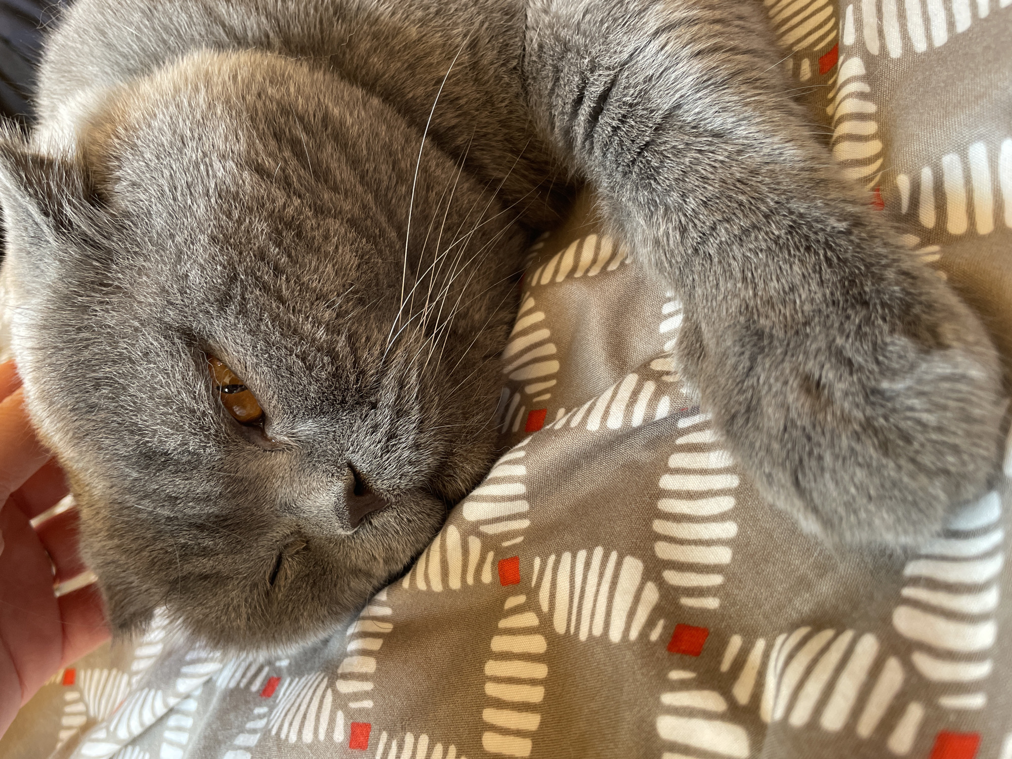 A gray cat is lying on a patterned bedspread. The cat's head is in the lower left corner of the image, and its right paw extends across the upper right. A hand is visible on the left side of the image, near the cat's head. The bedspread has a gray-brown background with a pattern of white stripes and small red squares.