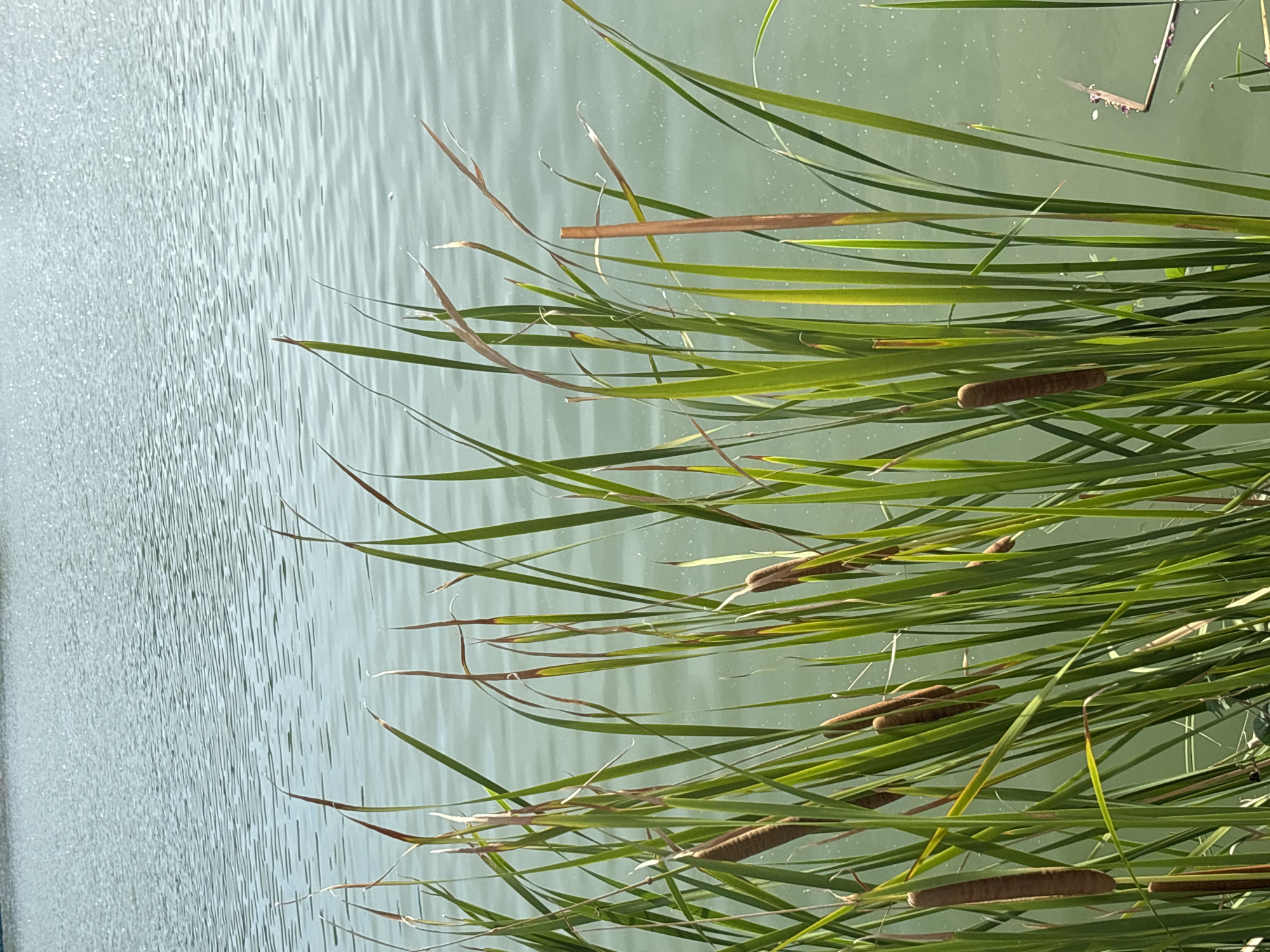 The image shows cattails growing along the edge of a body of water, likely a lake or pond. The cattails are green and brown, with their characteristic cylindrical seed heads. The water is light green and has ripples on its surface. The location is Baan Chaweng, Thailand.