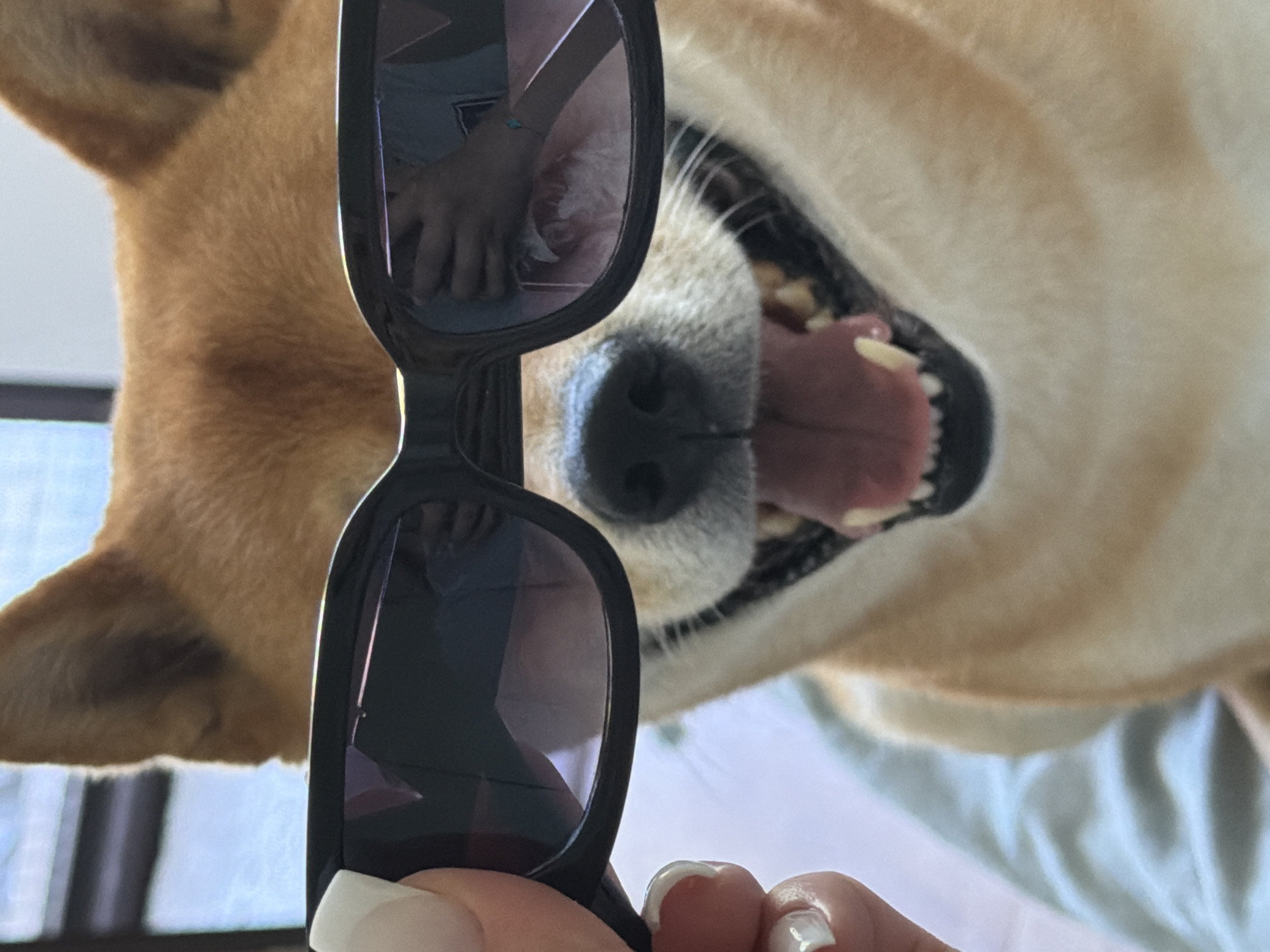 A Shiba Inu dog is wearing sunglasses, with a person's hand holding the sunglasses up to the dog's face. The dog's tongue is visible, and its mouth is open in what appears to be a smile. The background is blurred, but suggests an indoor setting. The image is a close-up of the dog's face and the sunglasses. There is no indication that this image is located in Priseltsi, Bulgaria.