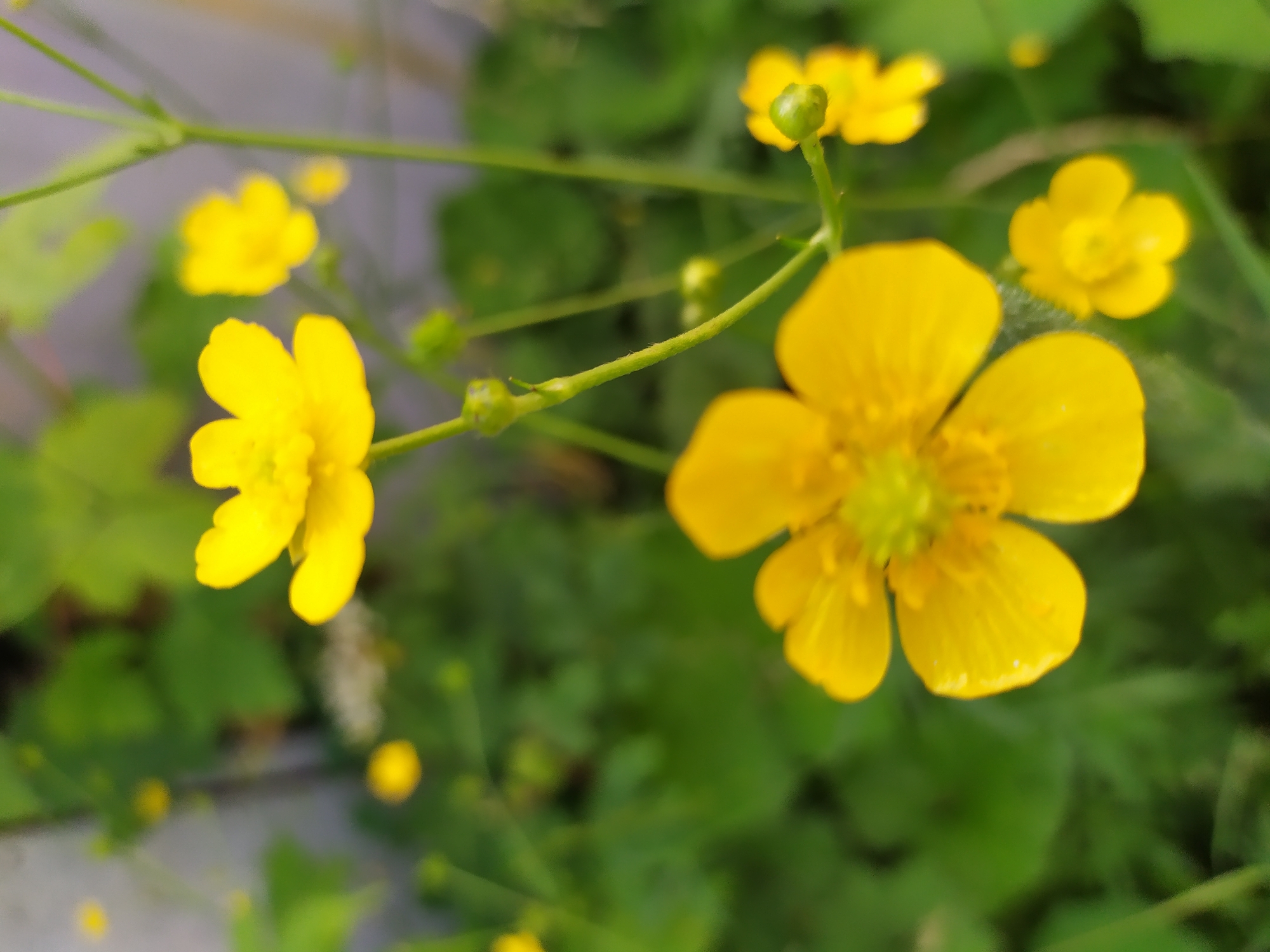 The image shows a close-up view of several yellow buttercup flowers and their green stems and leaves. The flowers are in various stages of bloom, with some fully open and others as buds. The background is a blur of green foliage and a light-colored wall or fence. The overall impression is of a natural outdoor setting. The image was taken in Turka, Ukraine.