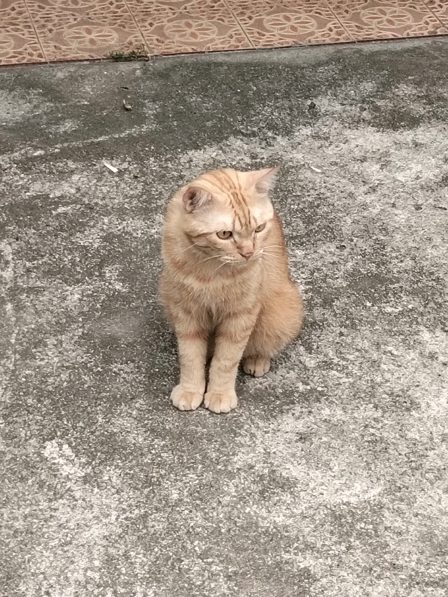 A ginger tabby cat sits on a concrete surface. The cat is facing left and looking down. The concrete surface appears to be a walkway or patio, with decorative tiles visible in the background. The lighting suggests it is daytime. There is no indication of the location being in the city of Arang Limbung, Indonesia.