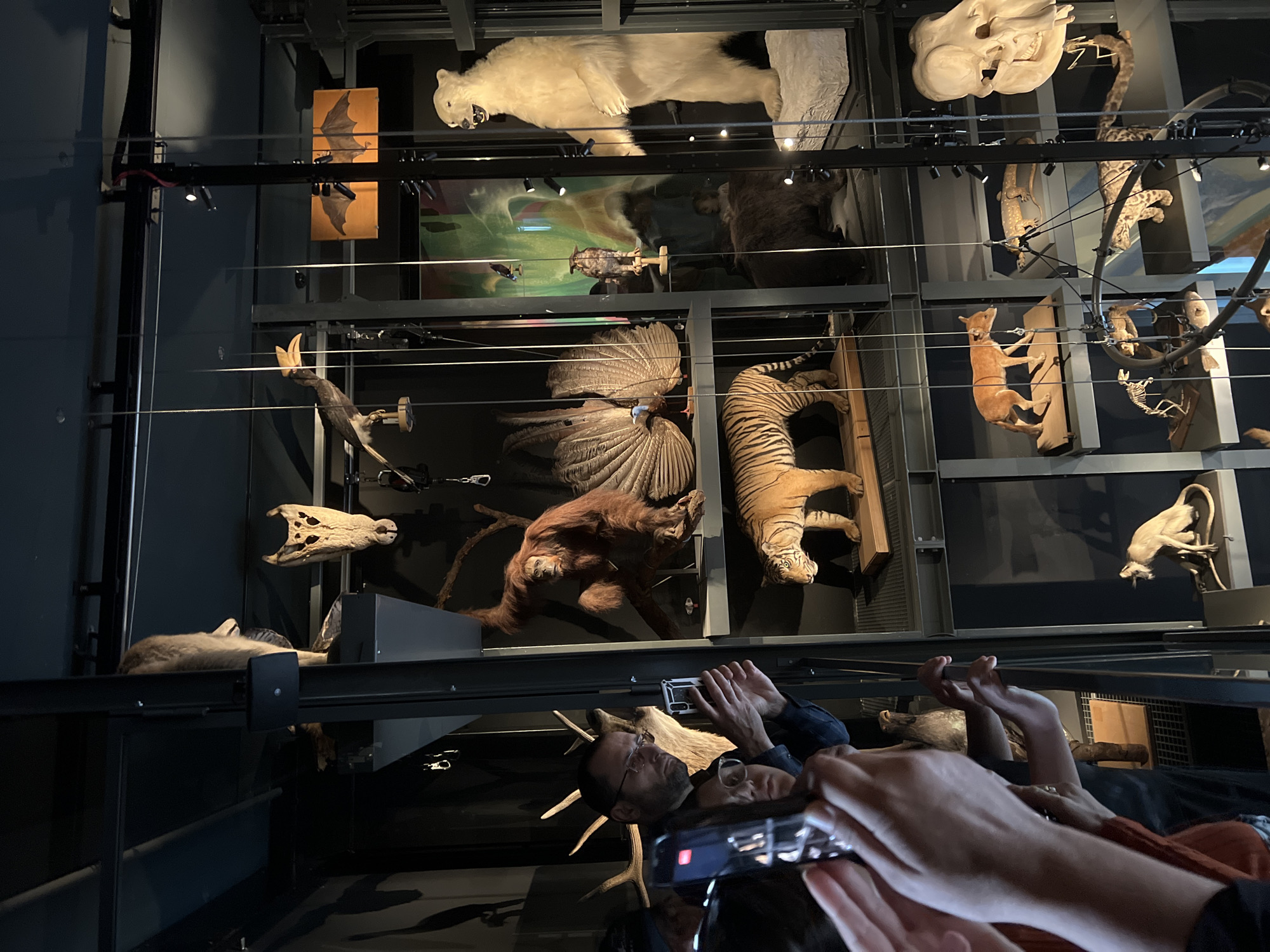 The image shows a multi-level display of taxidermied animals and skeletons in a museum setting. The display includes animals such as a polar bear, a tiger, a monkey, and various bird species. Two people are in the foreground, looking up and taking pictures of the display with their smartphones. The museum is likely located in Strasbourg, France, based on the architecture and museum style. The scene is well-lit, highlighting the exhibits and the visitors' interactions with them.