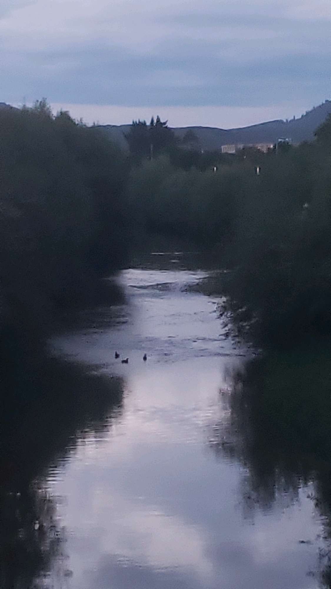 The image depicts a body of water, possibly a river or stream, flowing through a dark, vegetated area. The water reflects the overcast sky and the surrounding trees. In the middle of the water, there are three small, dark figures, likely ducks, swimming. In the distance, beyond the dense foliage, a landscape of rolling hills is visible, with some faint lights suggesting buildings or structures in the valley. The sky is cloudy and gray, indicating either early morning or late evening light. The overall scene conveys a sense of natural tranquility. This image may have been taken in Prešov, Slovakia, possibly in a park or natural reserve area on the outskirts of the city.