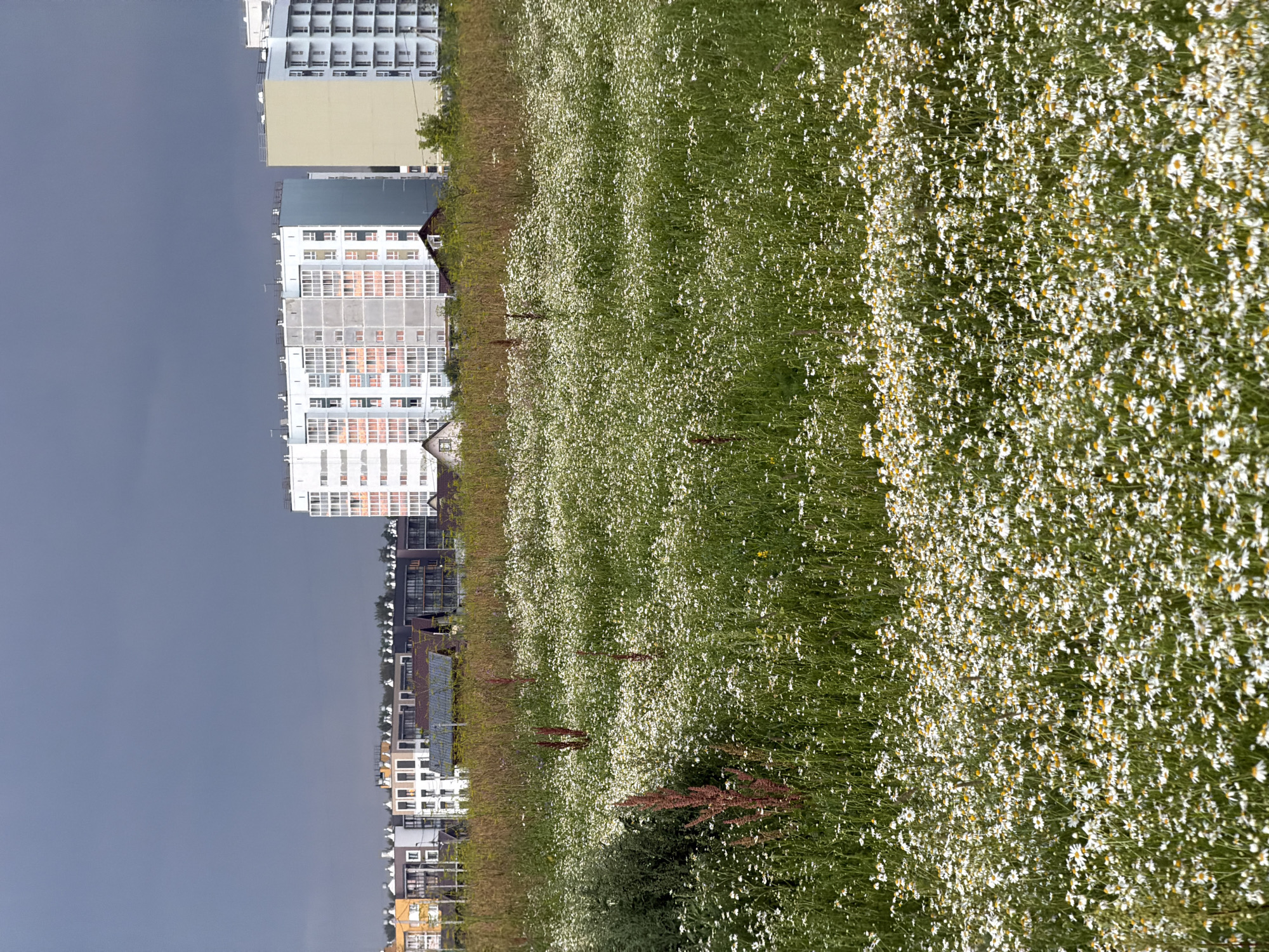 A wide shot captures a field of white and yellow wildflowers in the foreground, densely covering the ground. Behind the field, a row of modern apartment buildings with white and cream facades and balconies stretch across the horizon. The sky above is a dark, overcast gray. The setting appears to be the city of Froly, Russia, with the apartment buildings indicating a residential area bordering a natural landscape.