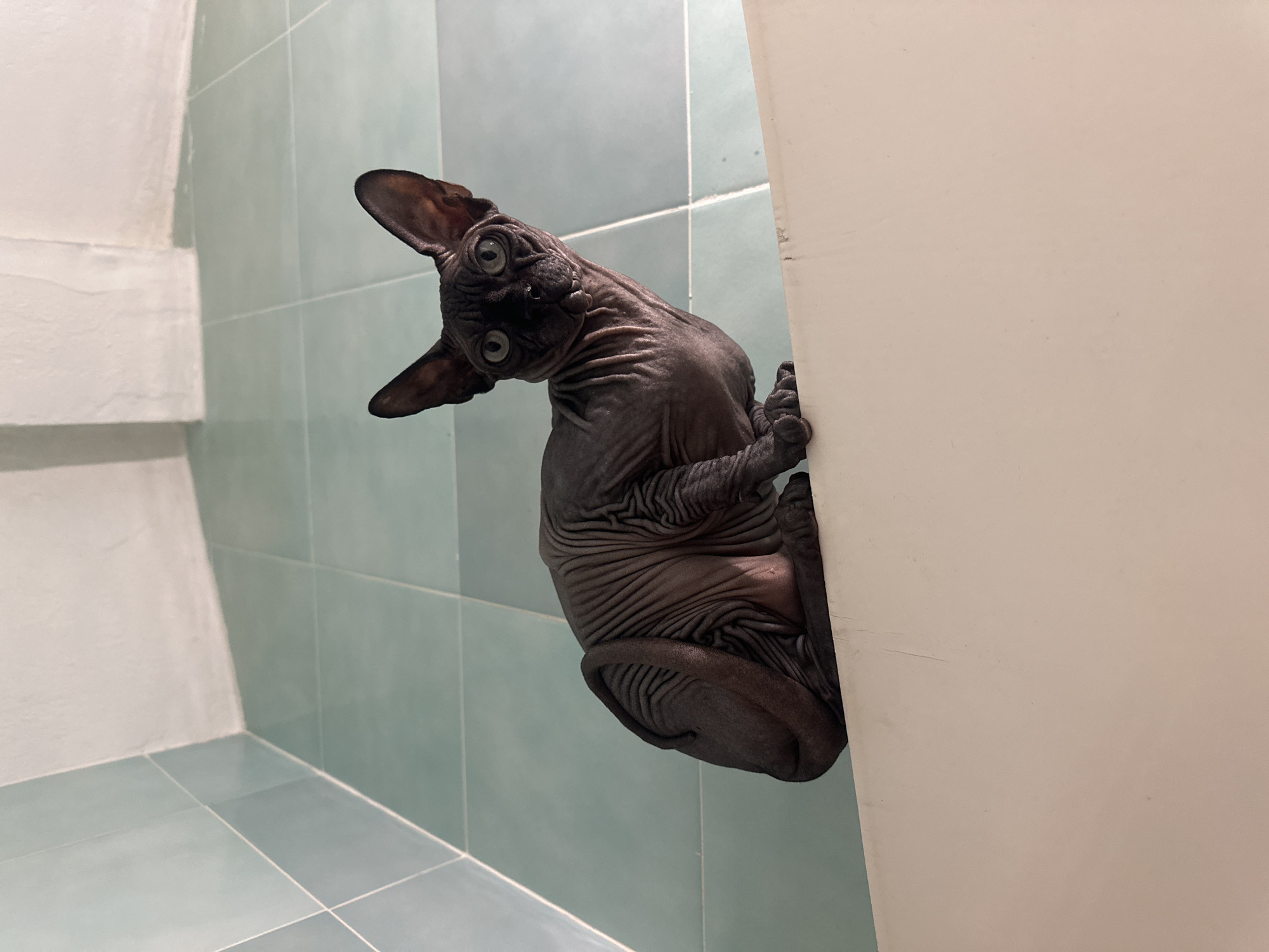 A dark grey Sphynx cat is peeking out from behind a white wall in a bathroom. The cat has large, round eyes and prominent ears. The bathroom has light blue tiles. The location is presumably in a building within the city of Budva, Montenegro.