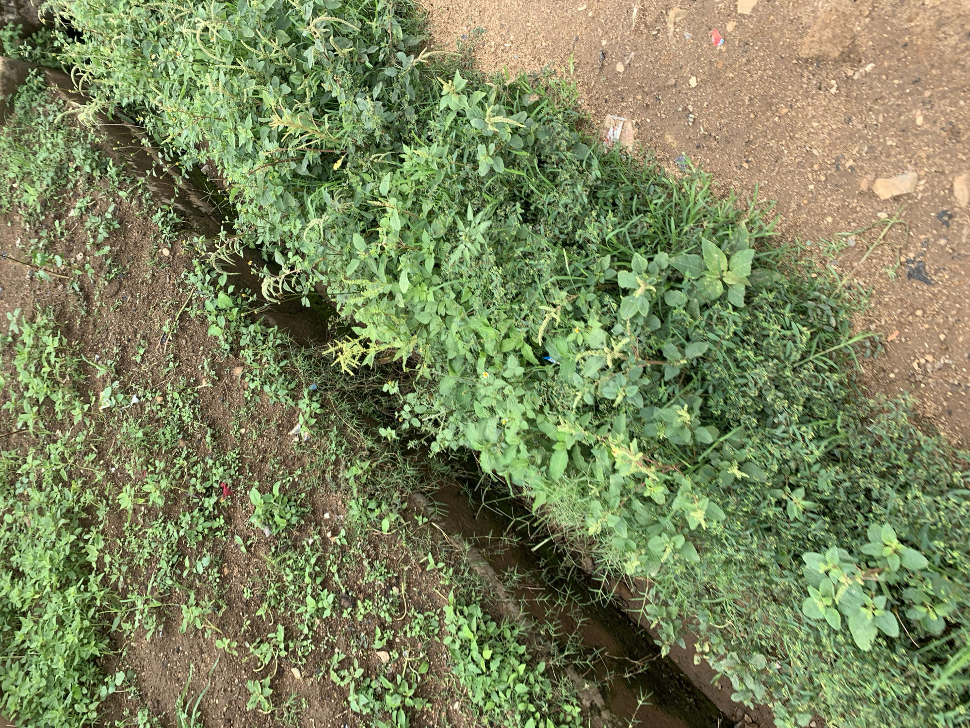 The image depicts an outdoor ground-level scene in Rafin Par, Nigeria, characterized by disturbed reddish-brown soil, a concrete drainage channel, and dense green vegetation. The upper left portion of the frame shows an area of exposed, granular reddish-brown soil with scattered small green plants and weeds. A concrete-lined drainage ditch, approximately 30-40 cm wide, runs diagonally from the upper middle towards the lower left, its interior mostly obscured by shadows and some encroaching vegetation. To the right of the ditch, and extending towards the bottom and far right of the frame, is a dense growth of various green plants, including some with elongated, light-colored flower or seed heads, indicative of wild vegetation or weeds. Small fragments of litter, including what appears to be red plastic or fabric, are visible on the bare soil on the left, and other indistinct plastic debris is embedded within the dense foliage on the right. The far right edge of the image reveals a granular dirt path, lighter in color than the soil on the left, with small stones and larger earth clumps. No people or animals are present, and no specific actions or interactions are occurring. The scene is static, showing an overgrown and partially unkempt ground area adjacent to a dirt path and a drainage system.