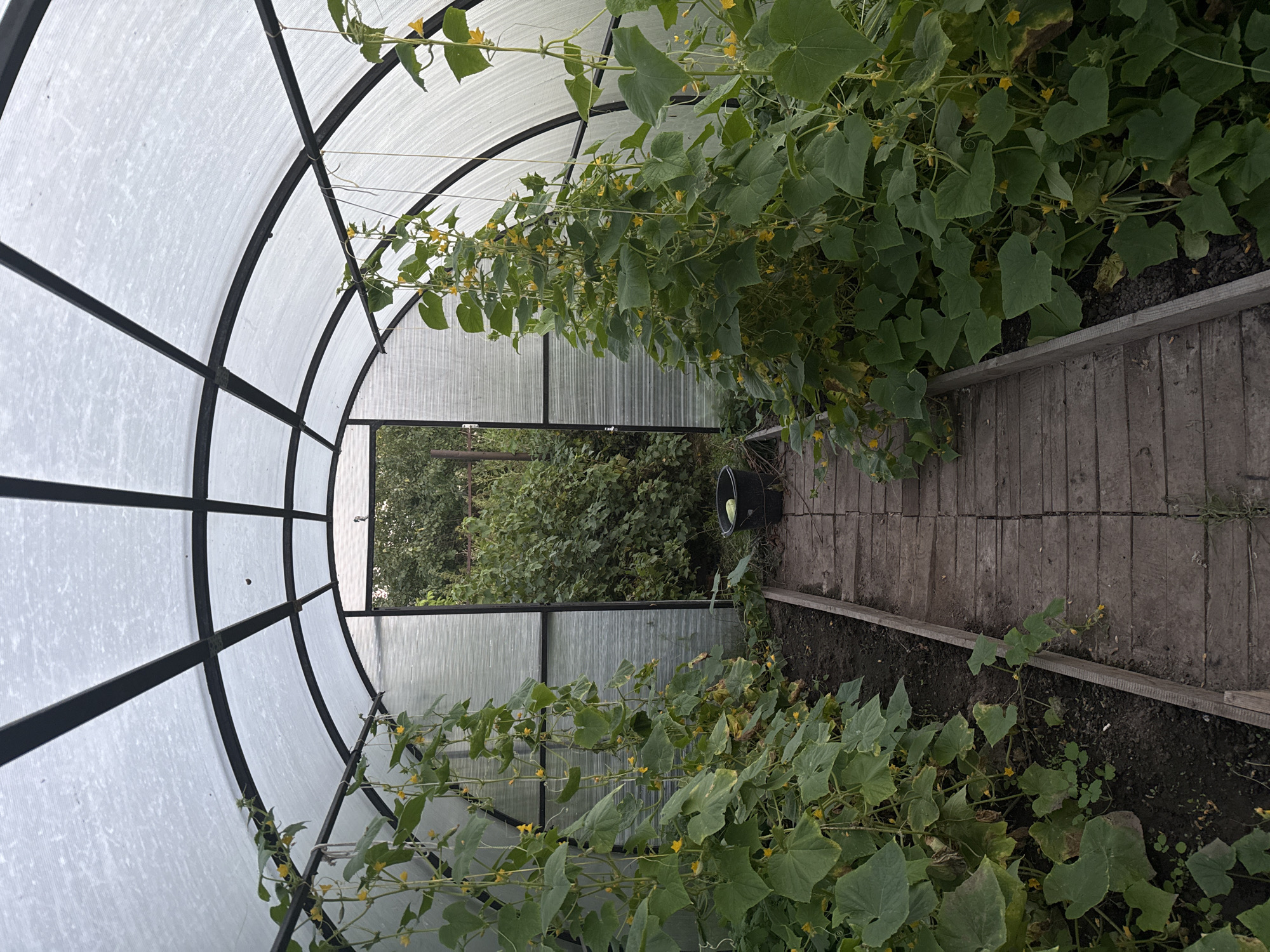 The image shows the interior of a greenhouse with a wooden pathway. Lush green cucumber plants with yellow flowers line both sides of the pathway, climbing upwards. The greenhouse has a translucent, curved roof supported by a metal frame. At the far end, an open doorway reveals an outdoor scene with more foliage and trees, suggesting the location is in Sosnovskoye, Russia, surrounded by nature. A black bucket containing a single cucumber is visible outside the greenhouse to the right. The overall scene depicts a productive garden environment.