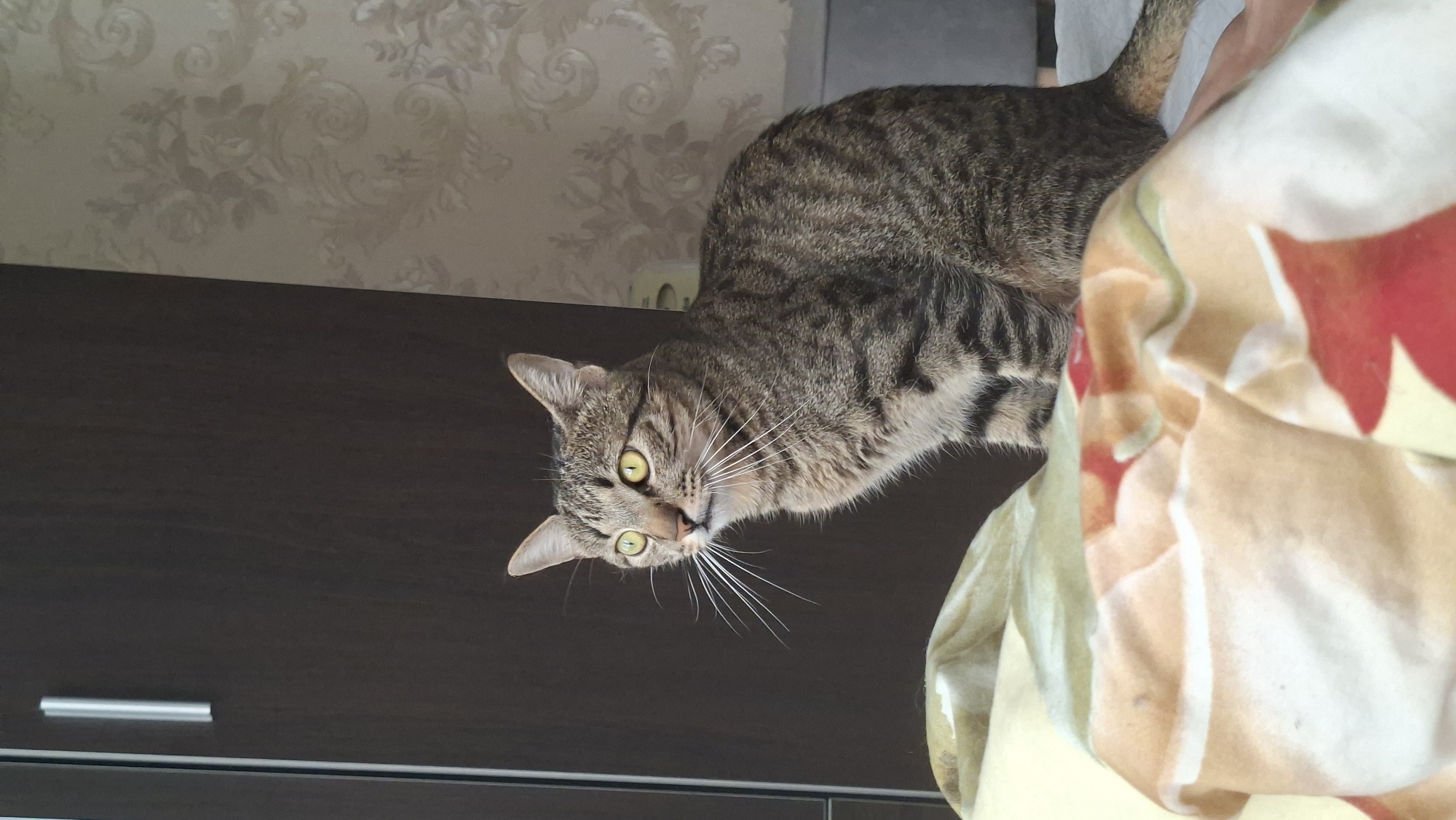 A tabby cat with yellow eyes sits on a bed in front of a dark brown closet and a wall with floral wallpaper. The cat is looking to the left, with its mouth slightly open. In the foreground, a portion of a light-colored blanket with a floral pattern is visible. The image was taken indoors.