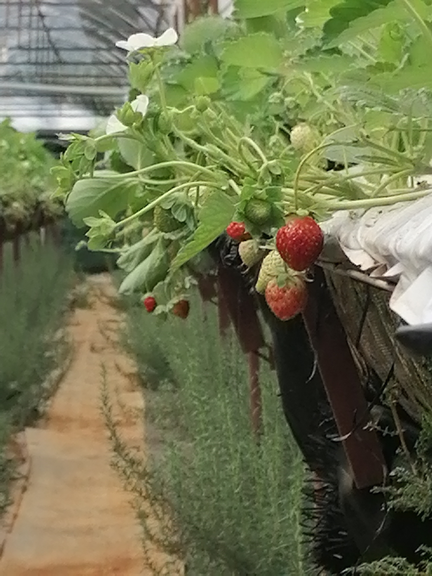 The image shows a strawberry farm in Da Lat, Vietnam. Strawberries of various ripeness levels hang from elevated growing beds, some with white flowers still attached. The plants are arranged in rows. A narrow walkway runs between the rows of strawberry plants. A greenhouse structure is visible in the background.