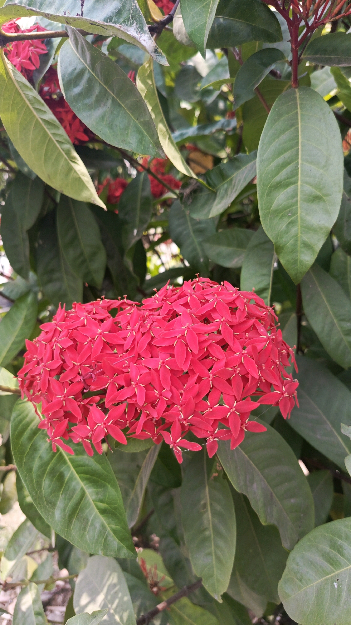 A cluster of vibrant red ixora flowers dominates the foreground of this image, nestled amongst lush green foliage. The flowers are tightly packed, forming a dense, spherical bloom with individual star-shaped petals. The leaves are broad and elongated, with visible veins, and vary in shade from deep forest green to lighter, yellowish-green. The background is a blur of green and hints of red, suggesting more of the same plant or similar vegetation. The lighting appears to be natural daylight, with some areas of shadow and highlight creating depth. The image is likely a close-up shot, focusing on the texture and color of the ixora flowers. This scene could be found in a garden or natural setting within Babadan, Indonesia, where such tropical flora is common.