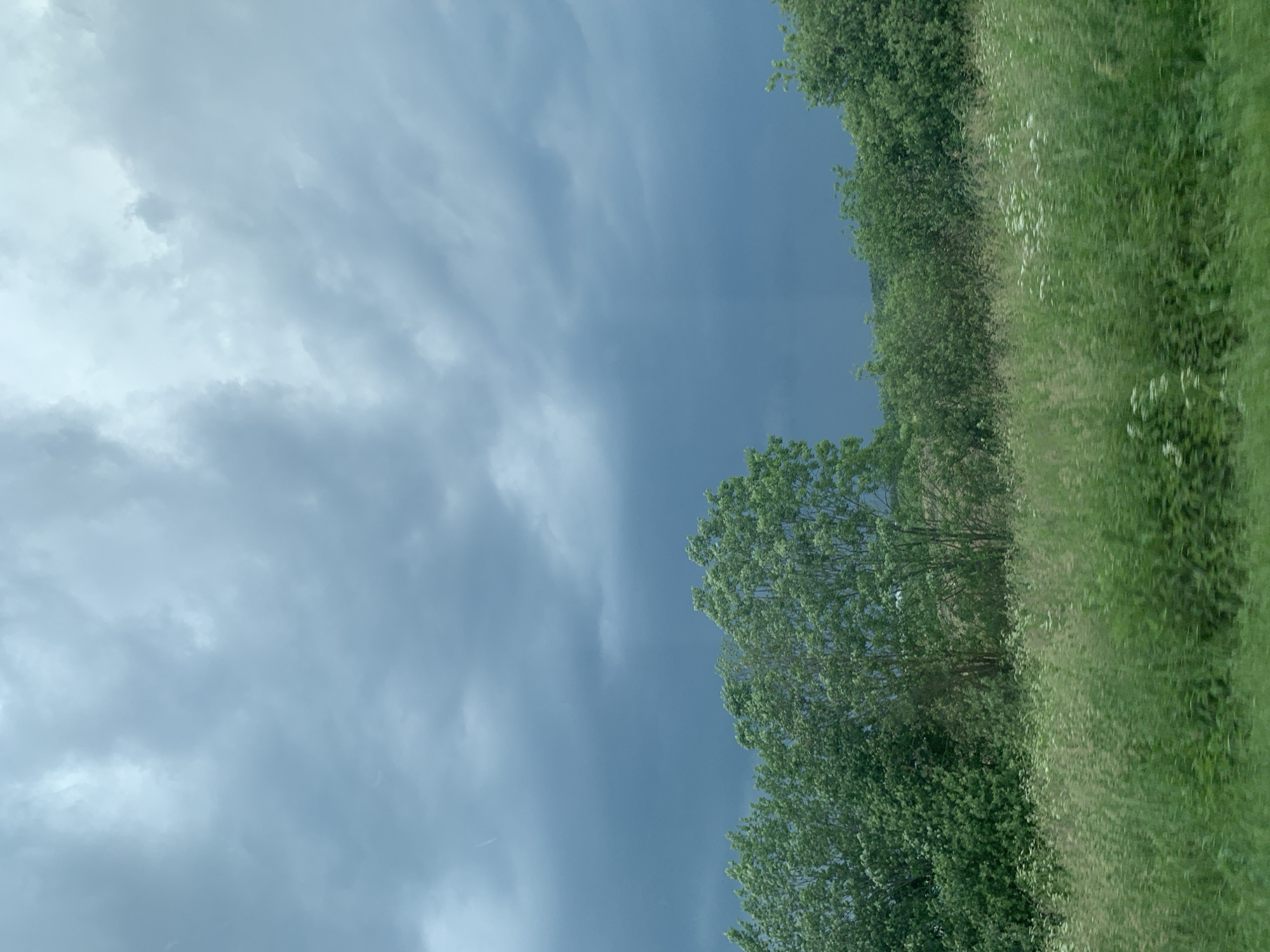 The image depicts a natural landscape under a cloudy sky. In the foreground, a field of green grass, interspersed with small white flowers, stretches across the bottom half of the frame. Behind the field, a dense line of trees forms the middle ground, with lush green foliage. The trees vary in size and density, with some appearing taller and more established than others. The sky above is filled with heavy, dark gray clouds, suggesting an overcast or approaching storm. A faint, lighter patch is visible in the sky towards the right, possibly indicating a break in the clouds or a distant light source. No people or man-made structures are visible in the image. The overall impression is one of a serene, natural environment with a sense of impending weather. This scene is located in Слабада-Кучынскі сельскі Савет, Belarus.