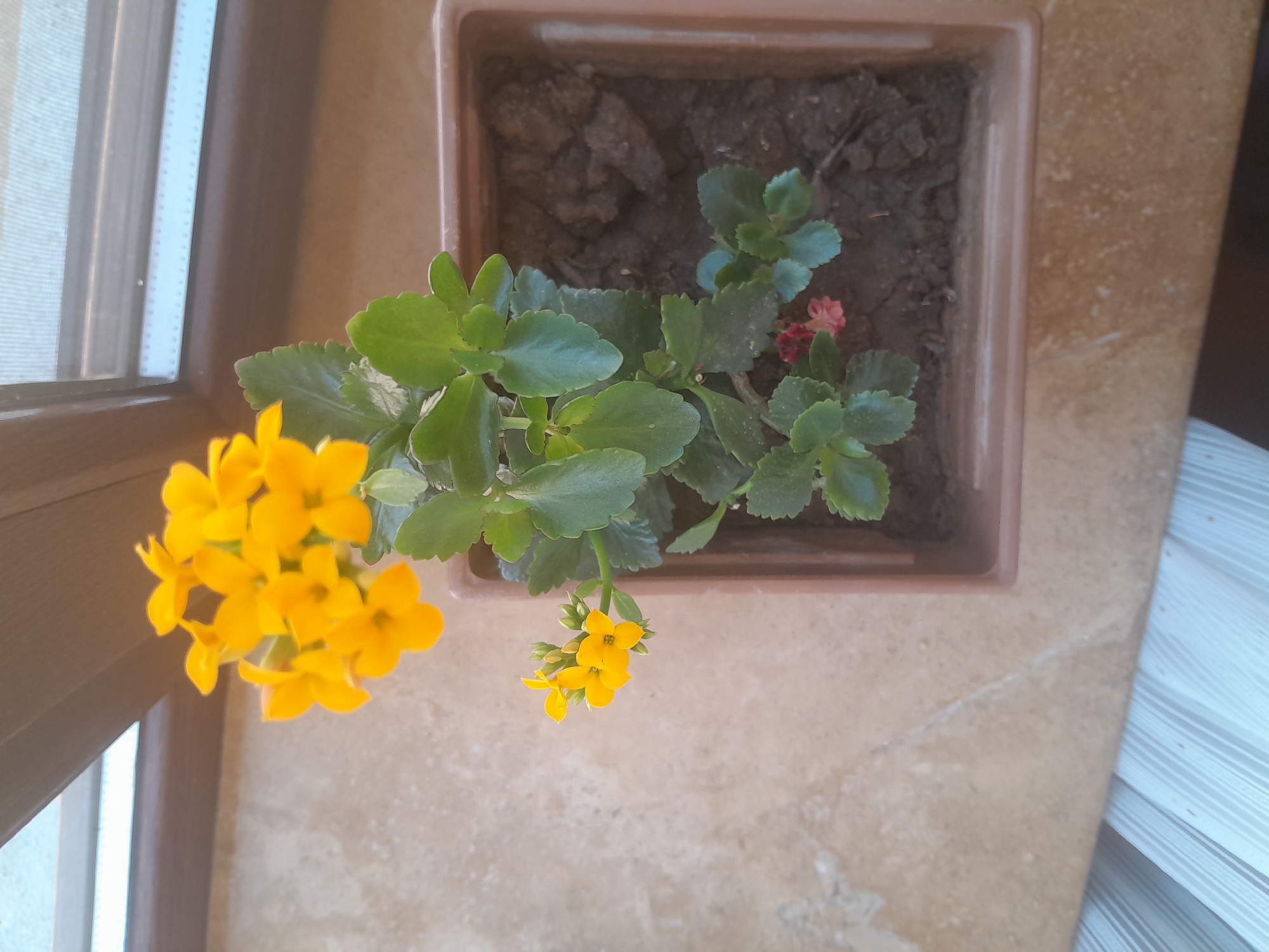 A potted plant with yellow flowers sits on a beige tiled surface next to a window. The plant has green, succulent-like leaves and clusters of small, bright yellow flowers. The pot is square and made of brown plastic. The window has a wooden frame and a frosted glass pane. The tiled surface has a slightly uneven texture with some lighter colored veining. Below the tiled surface, a section of white, slatted blinds is visible. The image is taken from a top-down perspective.