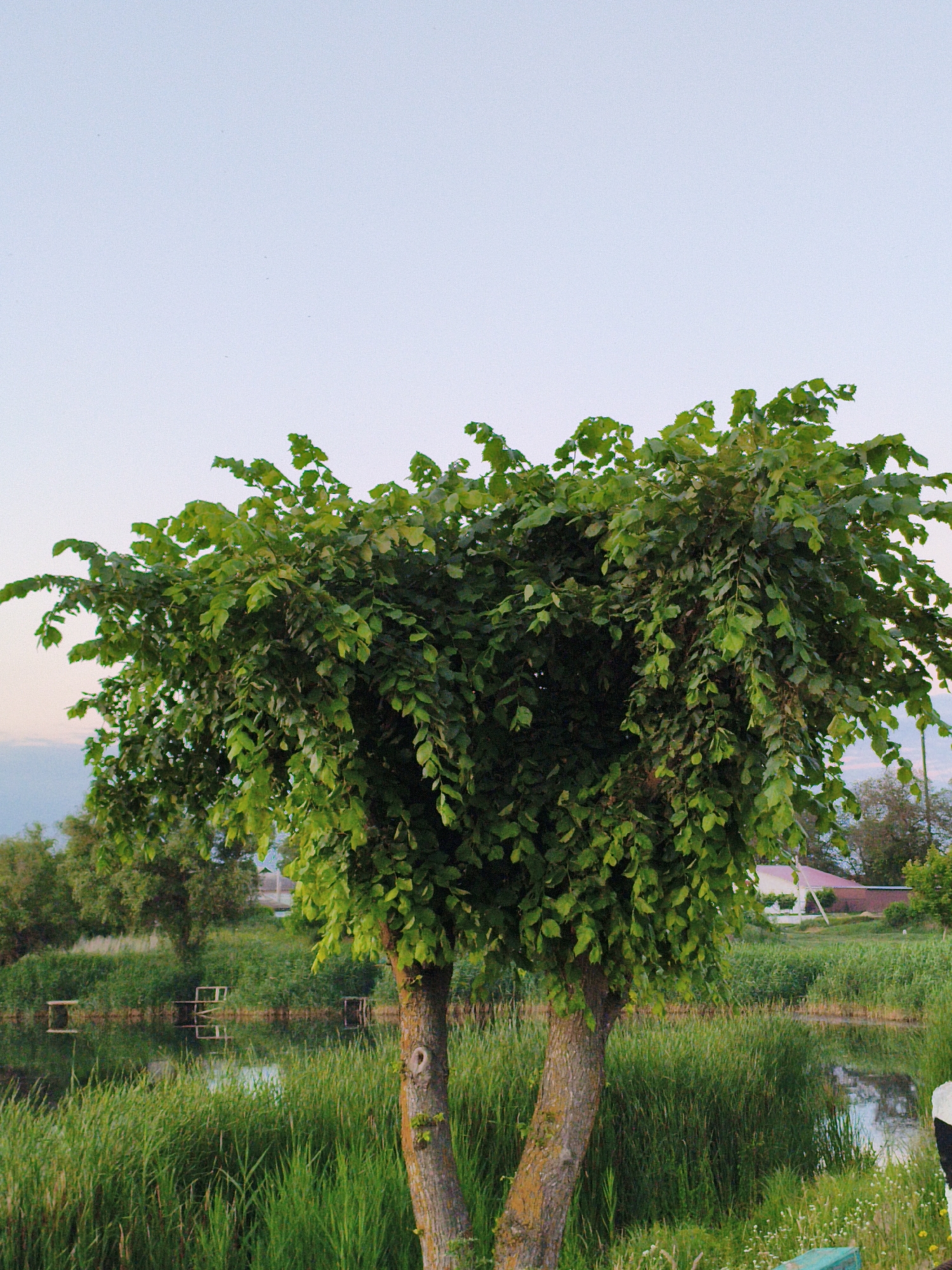 In Ustyvytsia, Ukraine, a twin-trunked tree with abundant green foliage dominates the foreground. The tree's branches hang low, creating a dense, almost heart-shaped canopy. Behind the tree, a body of water reflects the sky and surrounding vegetation. Tall reeds and grasses line the water's edge. In the distance, several small wooden structures, possibly piers or platforms, are visible in the water. Further back, a red-roofed building with white walls sits amidst green trees and fields. The sky above is a pale, clear blue.