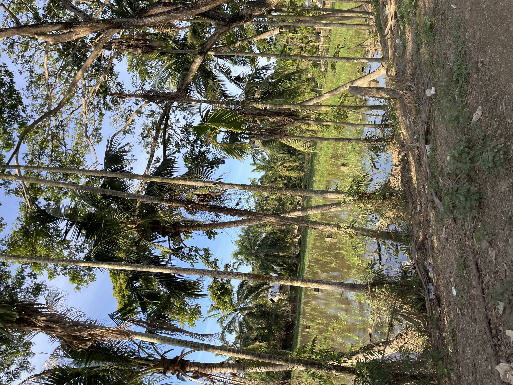 The image depicts a lush, tropical environment in Alurcucur, Indonesia, characterized by numerous tall palm trees and dense vegetation. In the foreground, a dirt path is visible, littered with plastic bottles and other debris, suggesting human activity and waste. Beyond the path lies a body of water, possibly a paddy field or a small lake, with green reeds or rice stalks growing within it. The water reflects the surrounding trees and the clear blue sky. In the mid-ground, a small, simple building with a pitched roof is partially visible amongst the trees. The scene conveys a sense of natural beauty juxtaposed with signs of human impact, particularly in the form of litter. There are no people visible in the image.