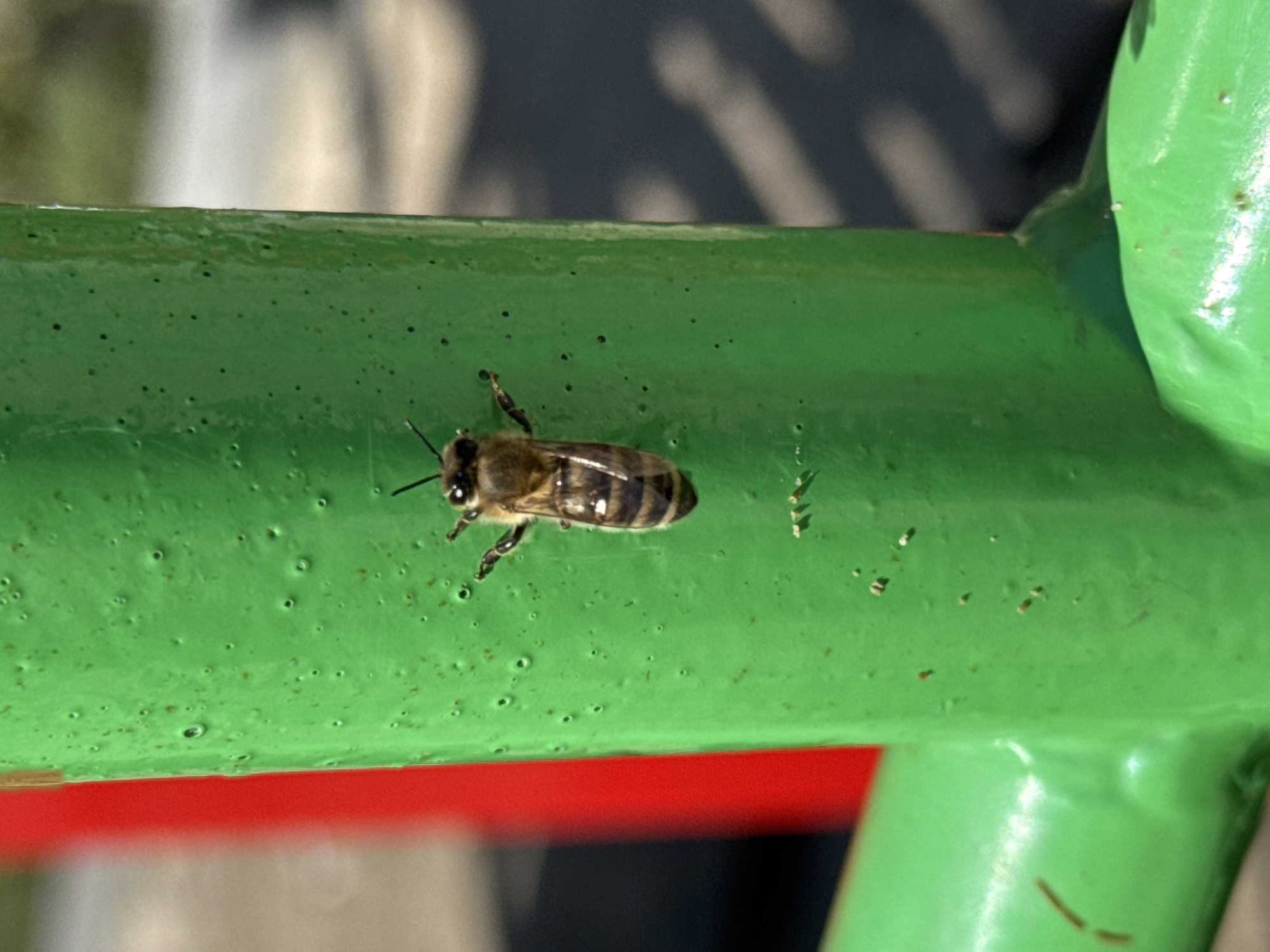 A bee rests on a green metal bar with red accents, possibly part of a playground or public seating fixture. The background shows blurred elements of an urban environment, including indistinct shapes and a color palette indicative of outdoor public infrastructure. The bee is positioned horizontally across the frame, its striped abdomen and delicate wings clearly visible against the green surface. The paint on the metal bar is slightly textured, with small imperfections and variations in color.