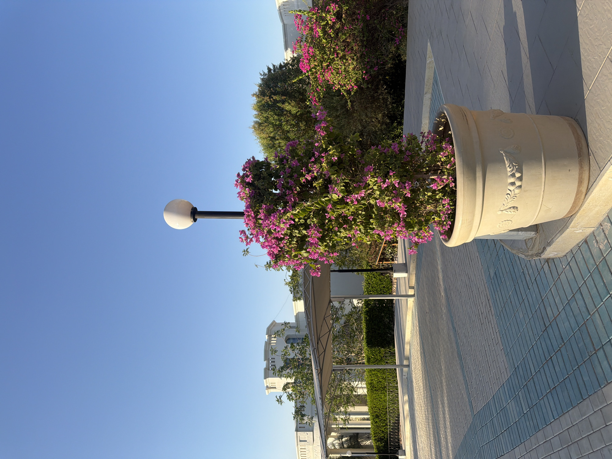 In Sharm El Sheikh, Egypt, a large, cream-colored planter overflows with vibrant pink bougainvillea flowers. This planter sits on a paved walkway composed of light gray and turquoise rectangular tiles, arranged in a contrasting pattern. A black lamppost with a white spherical light fixture rises from behind the planter, partially obscured by the dense foliage. In the background, a modern white building with arched windows and ornate architectural details stands under a clear blue sky. Adjacent to the building is a covered walkway supported by metal poles, providing shade. Lush green hedges and trees frame the scene, contributing to the serene outdoor environment.