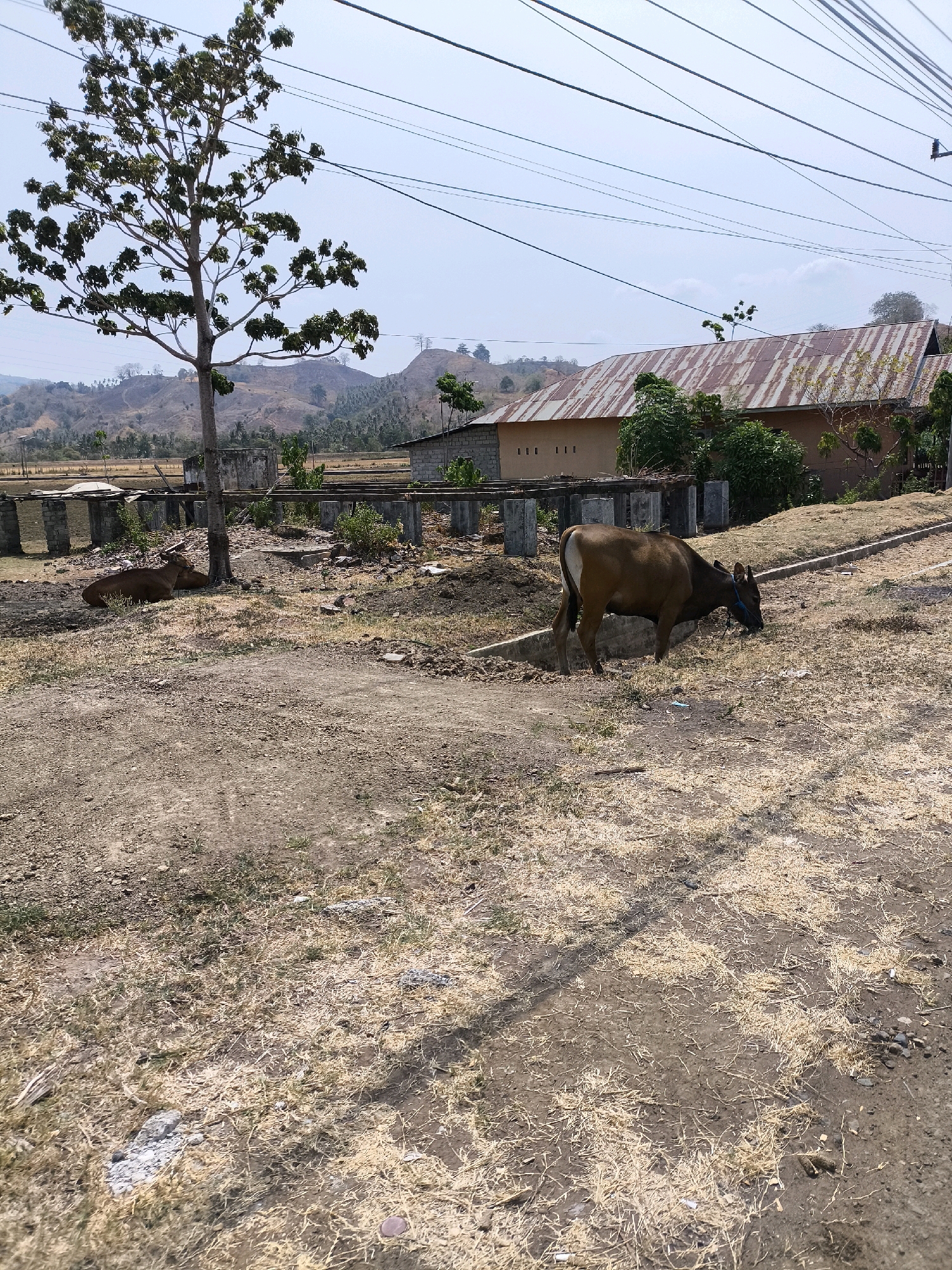 The image depicts an outdoor scene in Kwandang, Indonesia, on a sunny day. In the foreground, a dirt path is visible, scattered with dry grass and small stones. A brown cow with a blue rope around its neck is grazing on the dry grass to the right of the path. Further in the background, another brown cow is lying down near a tree. Behind the cows, there are remnants of a concrete structure and a building with a rusty metal roof. Hills and trees are visible in the distance, under a clear blue sky with some thin clouds. Power lines stretch across the sky. The environment appears dry and arid.