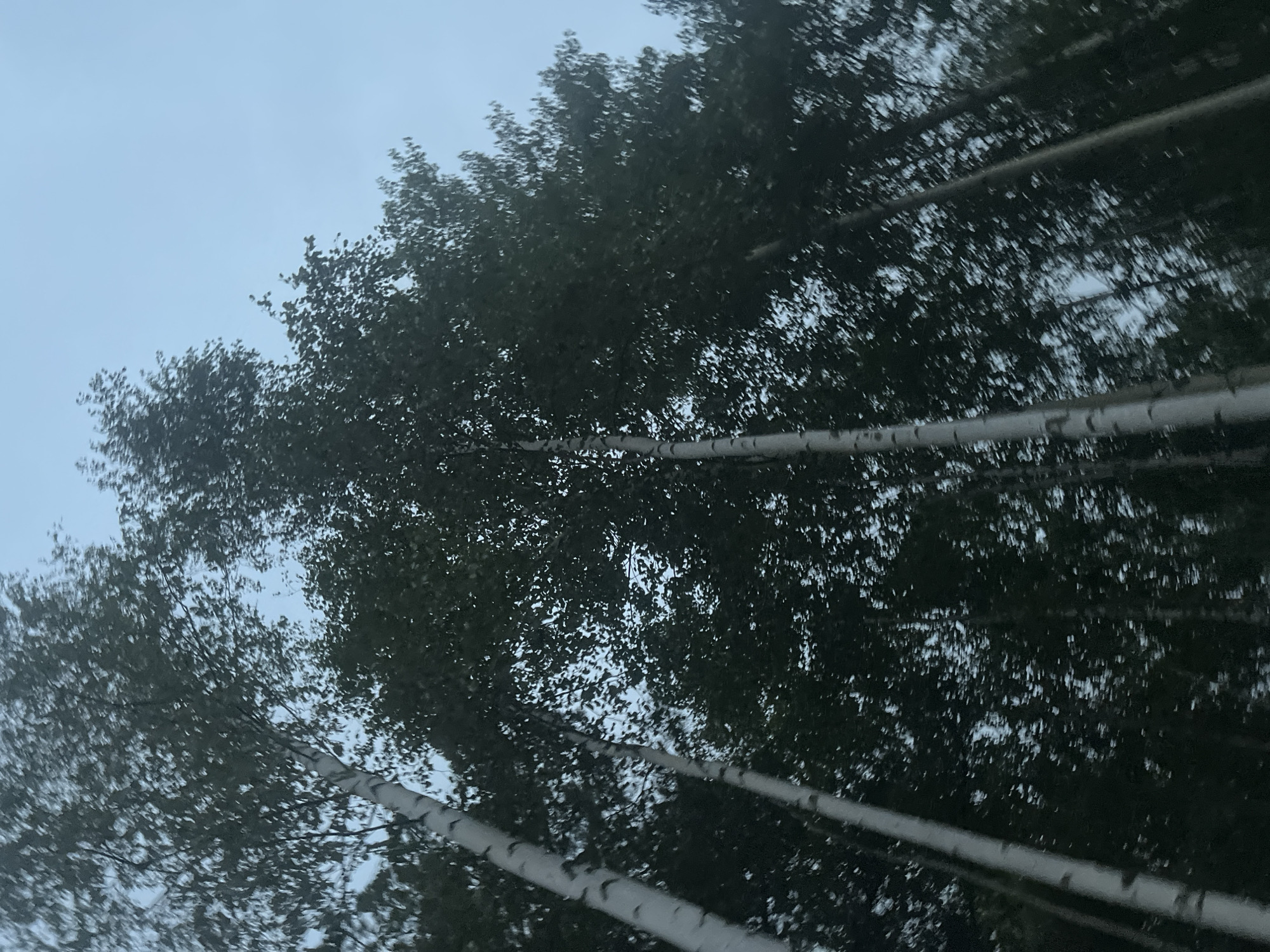 The image depicts a cluster of tall birch trees, their white bark contrasting with the dark green foliage and the pale blue, overcast sky. The perspective is upward, looking towards the canopy of the trees. The image is slightly blurred, suggesting movement. No people or specific landmarks are visible, making it difficult to pinpoint a precise location within Surgut, Russia. However, the presence of birch trees is common in the boreal forests surrounding the city. The scene conveys a sense of natural wilderness, characteristic of the region's environment.