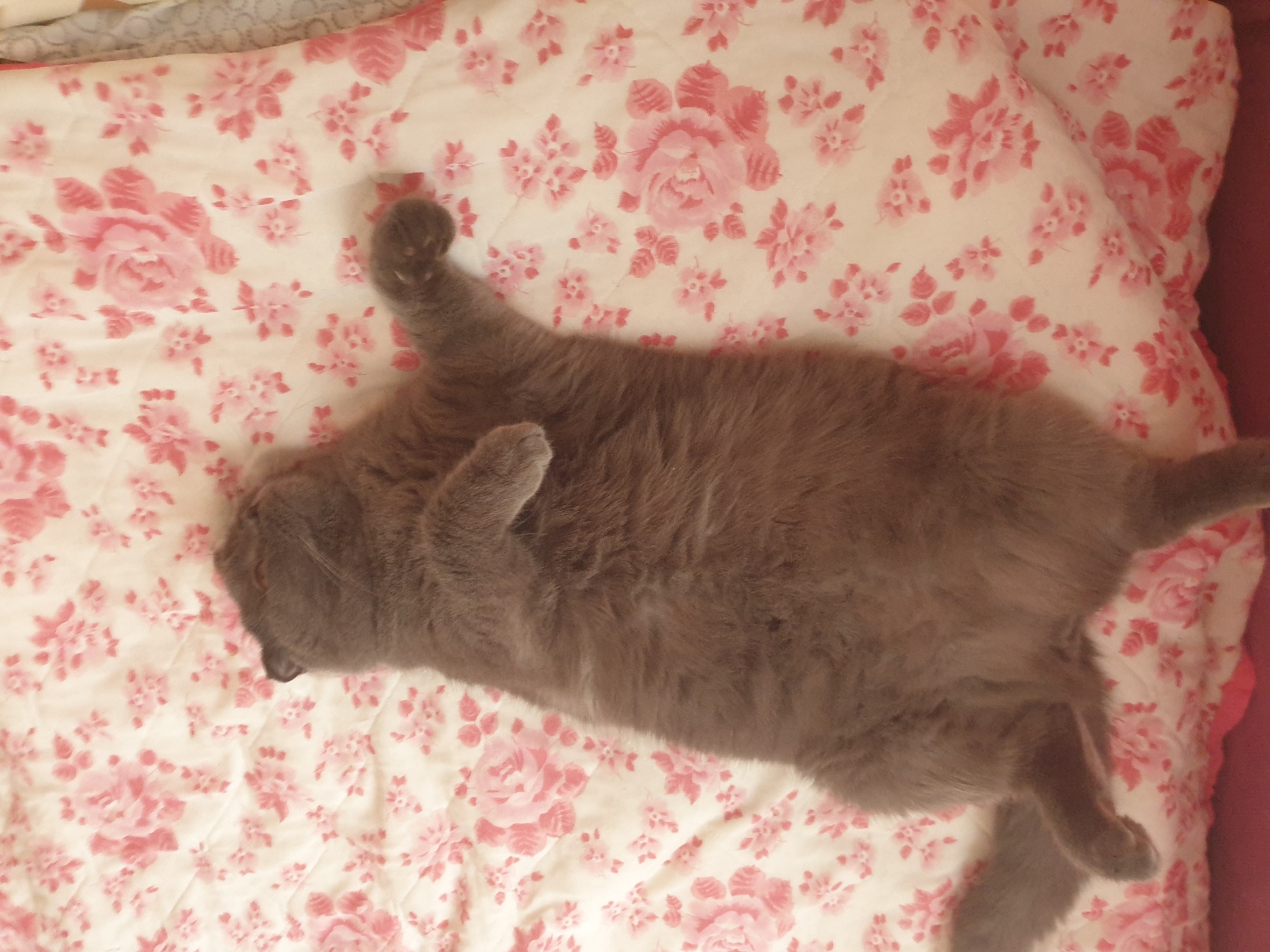 A gray cat is lying on its back on a white and pink floral comforter. The cat is in the center of the image, with its paws in the air. The comforter is covered in a pattern of pink roses and smaller pink flowers. The lighting is soft and warm. The image was taken in Lozovyi Yar, Ukraine.