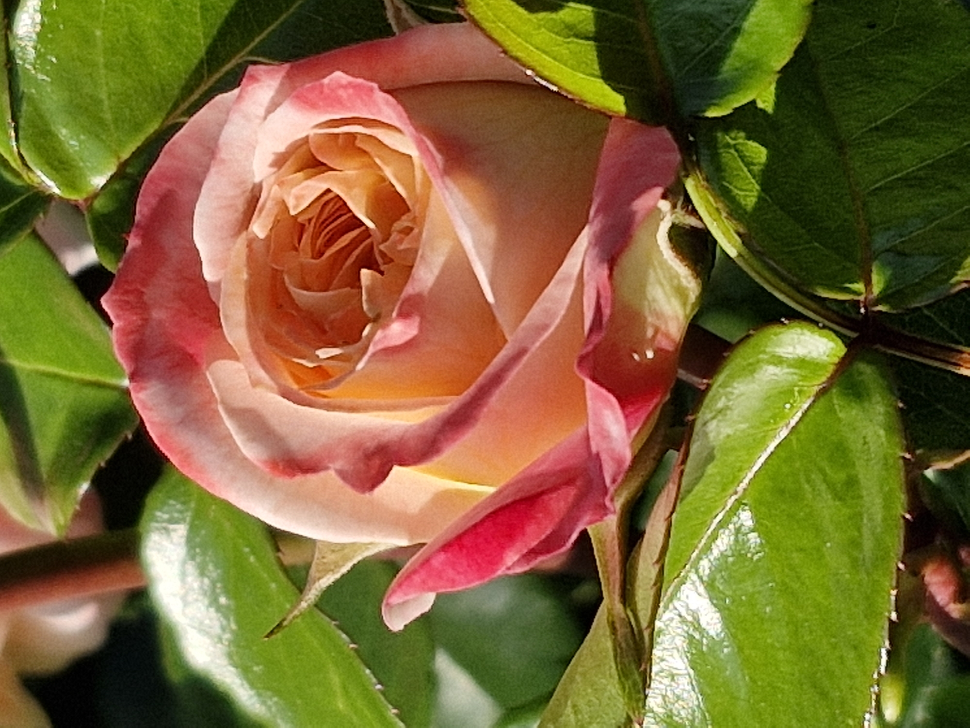 The image shows a close-up of a partially opened rose with petals transitioning from a soft peach color at the center to a rosy pink at the edges. The rose is surrounded by vibrant green leaves, some of which are catching the sunlight, creating highlights and shadows. There are no people or identifiable structures present. The scene appears to be an outdoor setting, likely a garden or a natural landscape. There is no information within the image that could place it in Klaipėda, Lithuania, or any specific city.