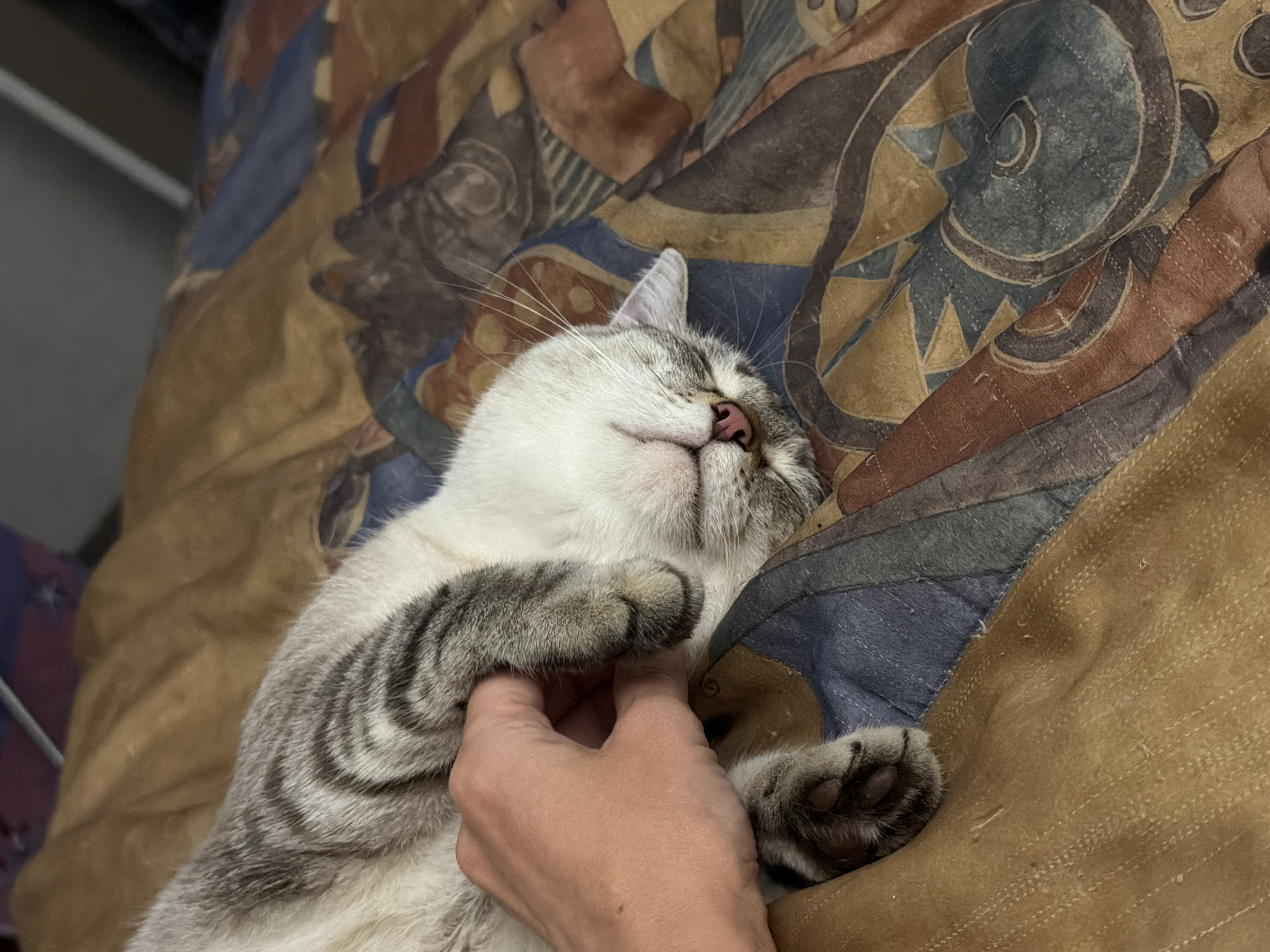 A close-up shot shows a person's hand gently petting a sleeping tabby cat on a patterned blanket. The cat's eyes are closed, and its head is resting on its paws. The blanket has a colorful, abstract design. There is no visible indication of the city of Perm, Russia, or any other specific location.