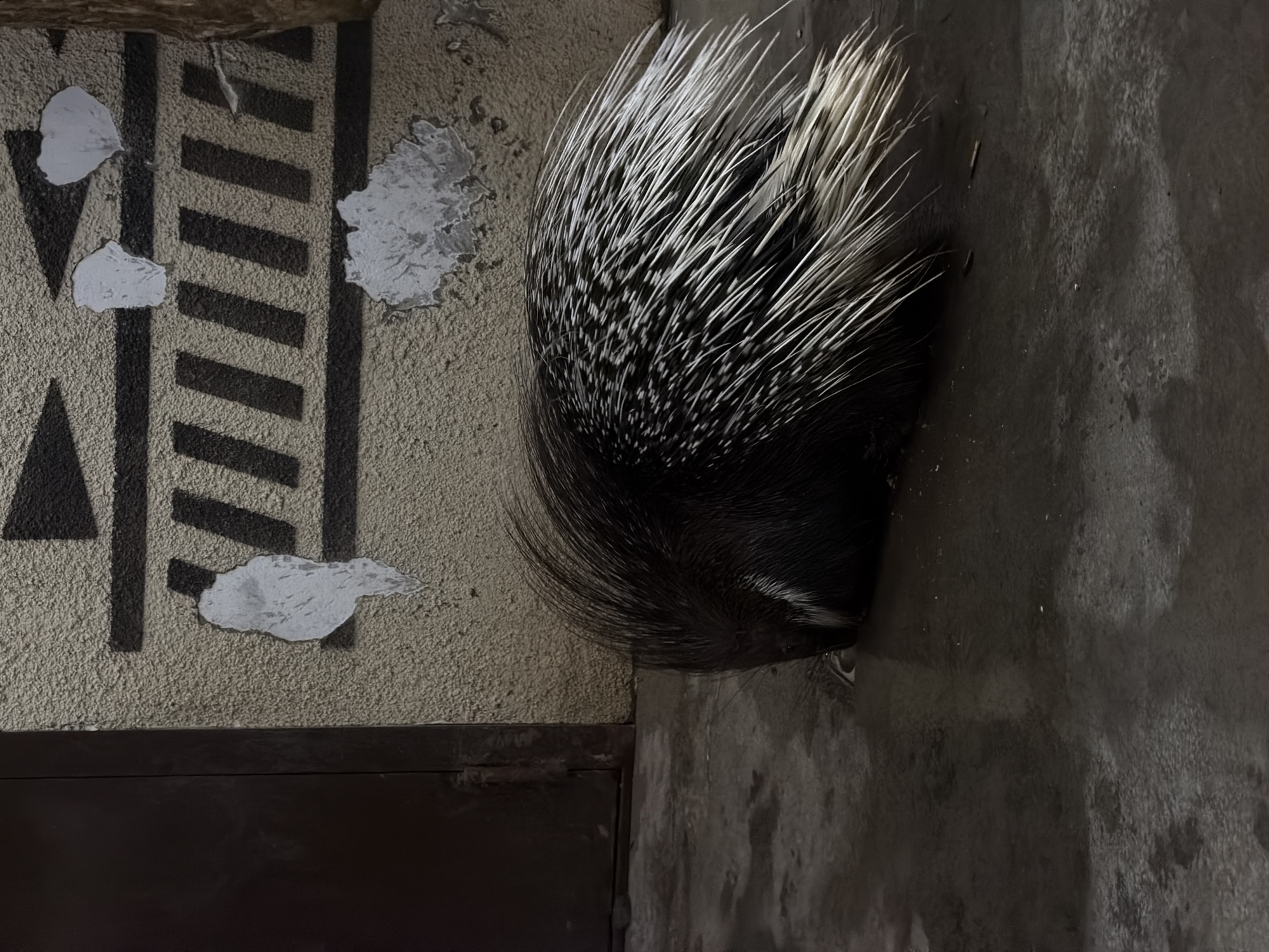 The media file is a close-up, high-angle shot of a porcupine curled up with its quills extended. The porcupine is mostly black with striking white-tipped quills that fan out, creating a textured, almost abstract pattern against the dark background. The animal's head is lowered, and its eyes are barely visible, suggesting it is either sleeping or resting.
The setting appears to be an enclosure, possibly a zoo or sanctuary, given the artificiality of the environment. The ground is concrete and textured, with some patches of lighter, possibly painted, material and a dark wooden or metal structure at the bottom. On the left side of the frame, a wall with a stenciled pattern of diagonal black stripes and triangles is visible, along with peeling white patches of what looks like old paint or posters. The lighting is dim, creating deep shadows and highlighting the sharpness of the porcupine's quills.
There is no text visible in the media file. The overall mood is one of quiet enclosure, with the porcupine being the sole focus, its defensive quills creating a striking visual element. The time of day and weather are not discernible from the image. The location context of Perm, Russia, does not offer specific visual cues within the image itself.