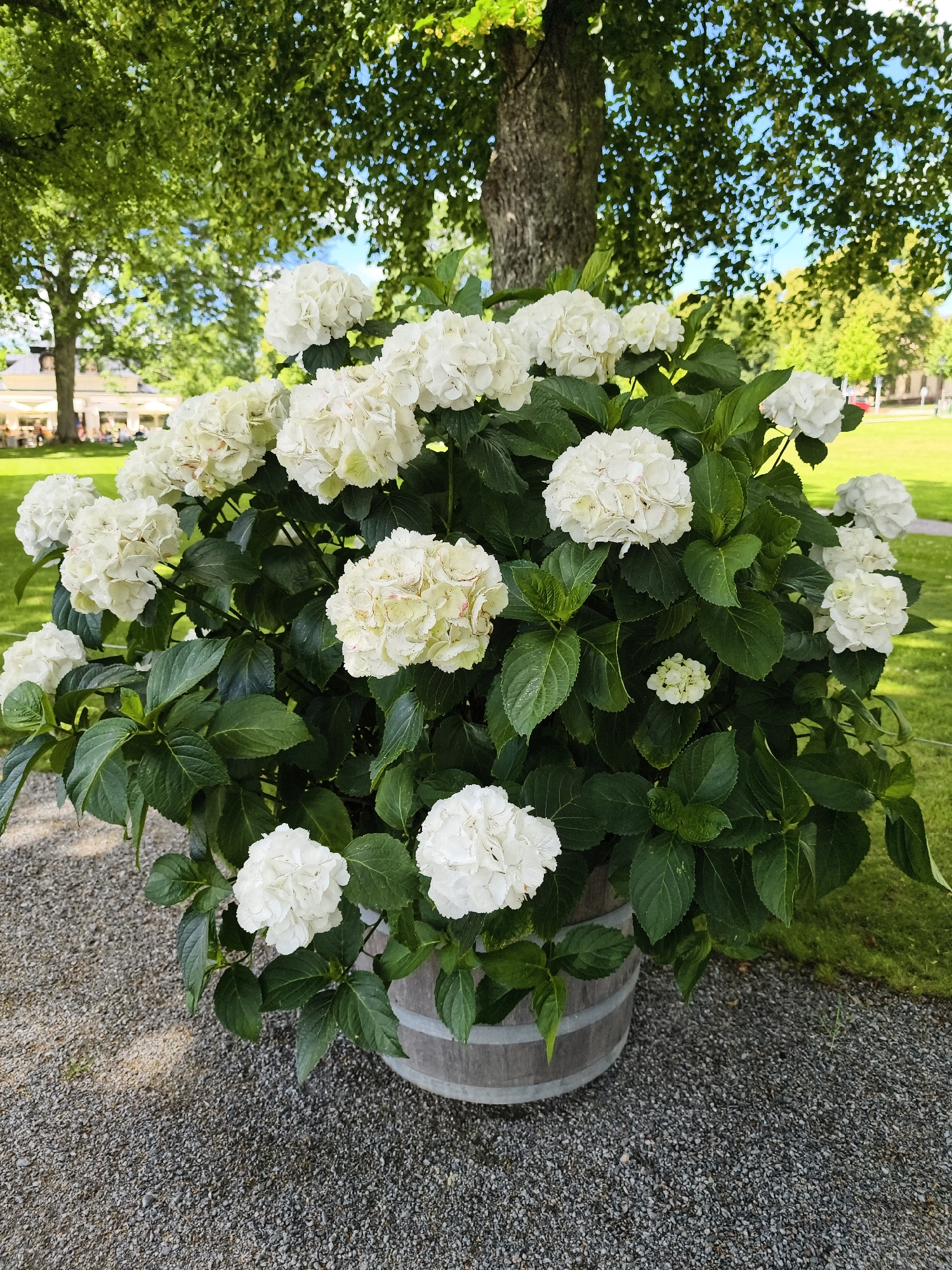 A large planter filled with white hydrangeas sits on a gravel path next to a grassy area. The planter is a weathered wooden barrel. In the background, a large tree with green foliage provides shade, and beyond that, a building with outdoor seating can be seen. People are present at the outdoor seating area. The scene appears to be in a park or garden setting within Ekerö kommun, Sweden.