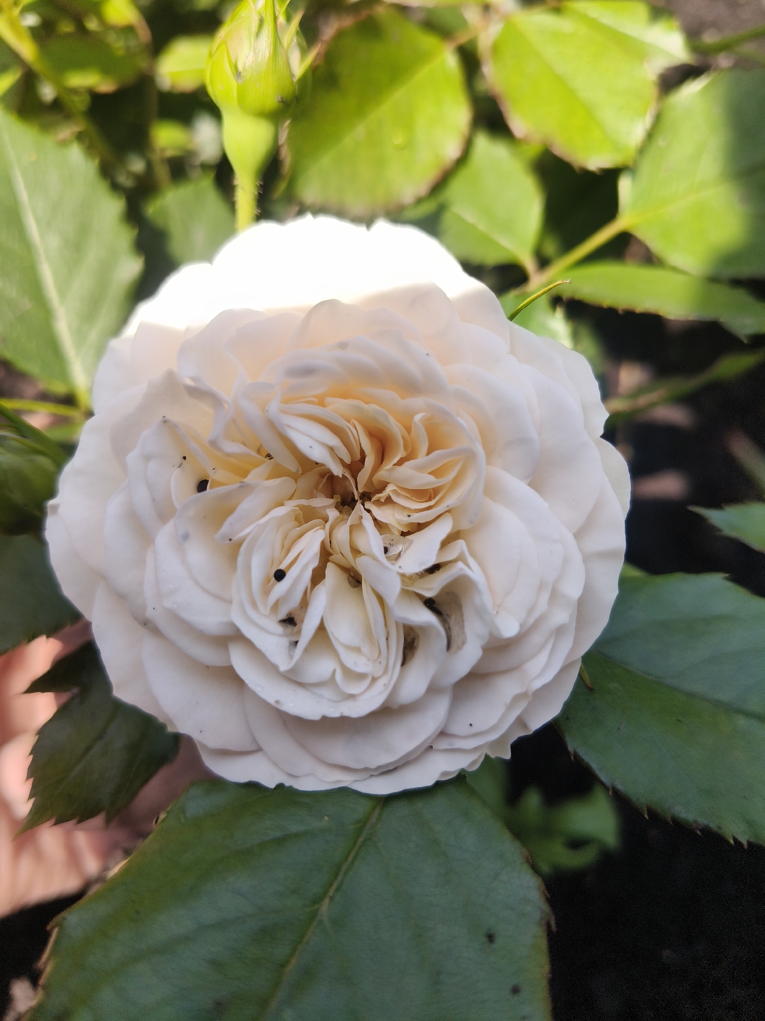 A close-up, overhead shot captures a fully bloomed, off-white rose in the foreground. The rose is centered and its numerous petals are tightly packed, revealing a yellowish hue towards the center. Some dark specks are visible on the petals. To the upper left of the rose, a green rosebud is partially in focus. Lush green leaves and stems surround the rose, with dappled sunlight illuminating parts of the scene. The background is blurred, suggesting a garden setting. There is no indication of the city of Prokopyevsk, Russia, or any people in the image.