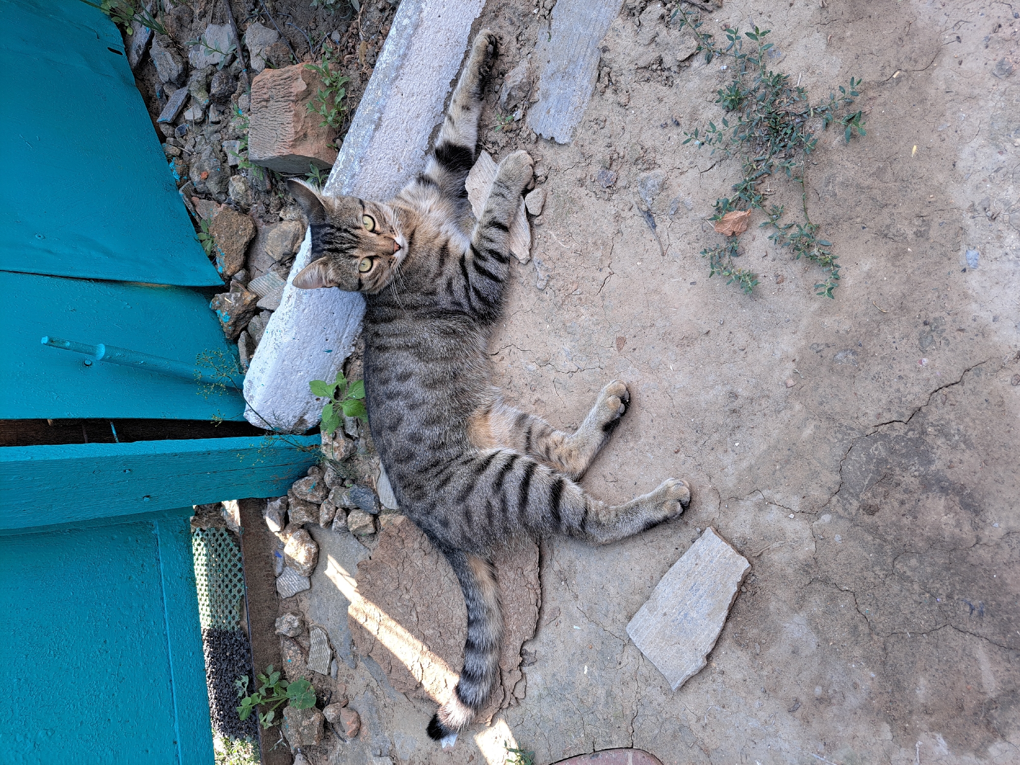 A tabby cat lies on a cracked concrete surface next to a bright turquoise gate. The cat is facing the camera with its front paws extended, its body angled towards the right. Its fur is a mix of gray and black stripes, with darker markings on its legs and tail. The gate, which appears to be made of wood, is partially open, revealing darkness within. Scattered around the cat and the gate are various rocks, debris, and sparse green vegetation. The lighting suggests it is daytime, with strong shadows cast by the gate. The scene is an outdoor environment, likely in a yard or alleyway within the city of Vypasne, Ukraine.