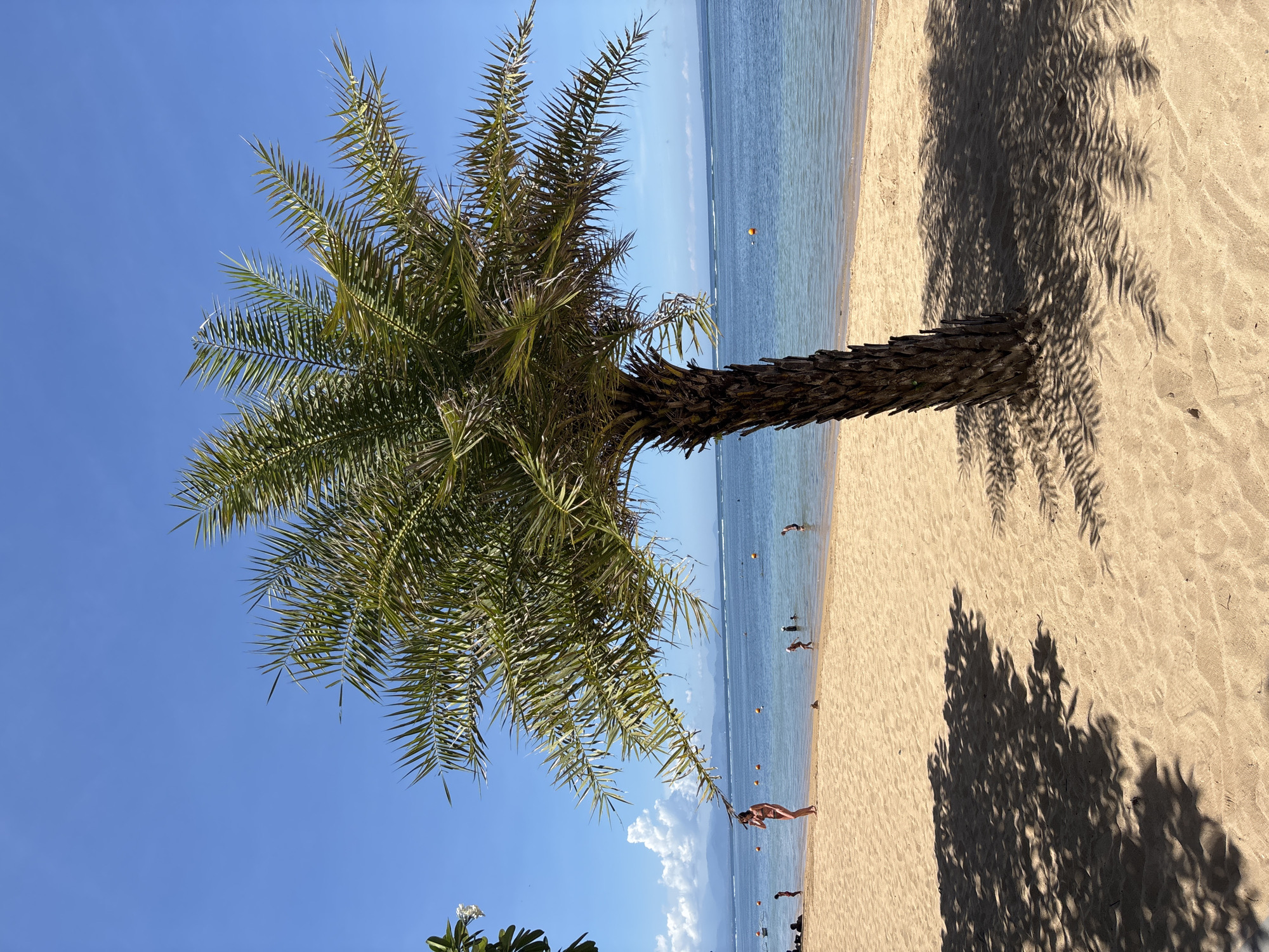 The image shows a beach scene in Denpasar, Indonesia. A palm tree is prominently positioned in the foreground. Its shadow extends across the sand. The beach has a gentle slope leading to the calm, blue sea. Several individuals are scattered along the shoreline and in the water. A clear blue sky is visible above.