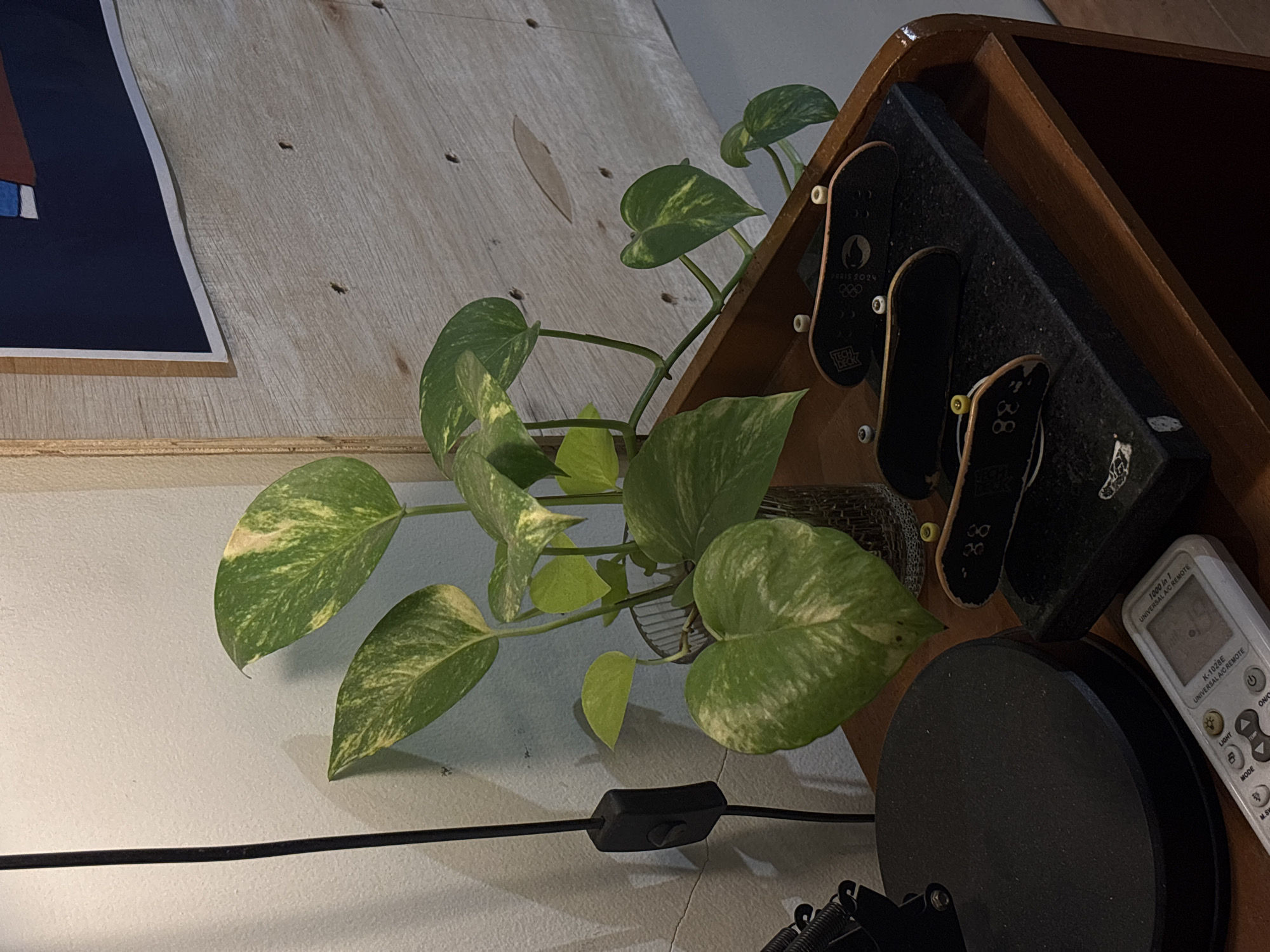 The image depicts a close-up indoor scene, possibly in a room with a white wall and wooden paneling. A potted plant with large, variegated green and yellow leaves is prominently featured in the center. To the left, a black lamp cord with an inline switch is visible against the white wall. On a wooden shelf in the foreground, three fingerboards, miniature skateboards, are arranged. The fingerboards are black with white wheels and some feature designs. A black object, possibly a desk accessory or stand, supports two of the fingerboards. A remote control for a universal AC is also visible on the shelf. The scene is lit by ambient light, casting shadows. There is no indication of the city of Semarang, Indonesia.