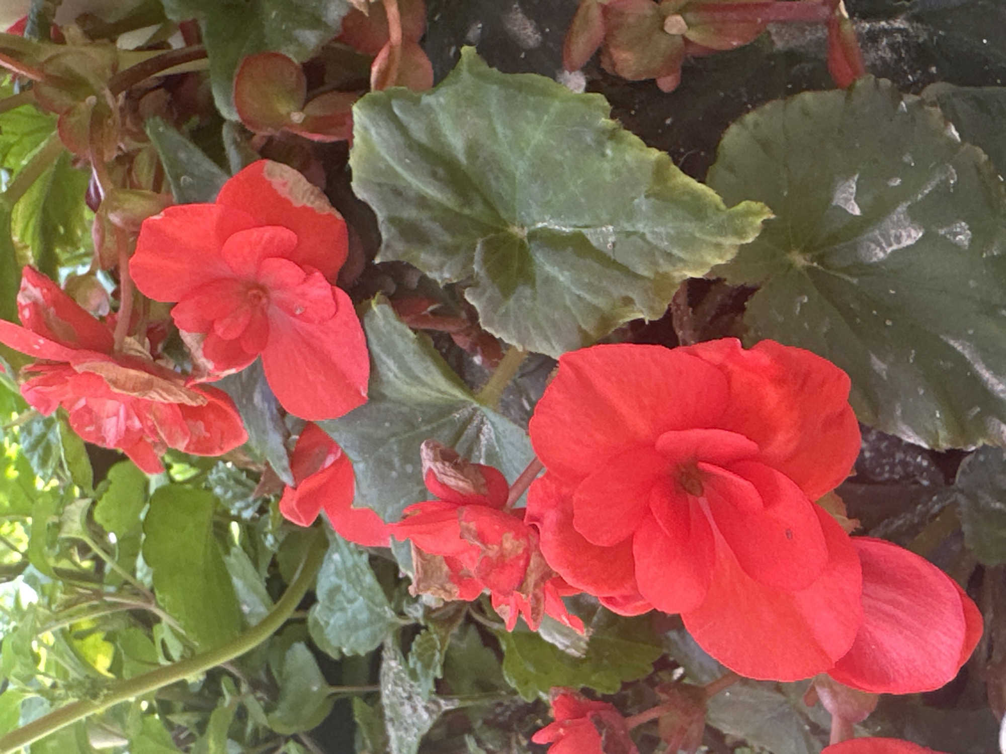 The image displays a close-up view of red begonia flowers and their large, green, serrated leaves. The flowers exhibit multiple layers of petals and some show signs of browning at the edges. The leaves are predominantly dark green, with some lighter green veins and a slightly fuzzy texture visible in places, possibly due to dust or water droplets. The background is a blur of green foliage and hints of red from other flowers, suggesting a garden or potted plant setting. The lighting appears to be natural, casting soft shadows. There are no people or animals visible in the image. The image was taken in Yessentuki, Russia.