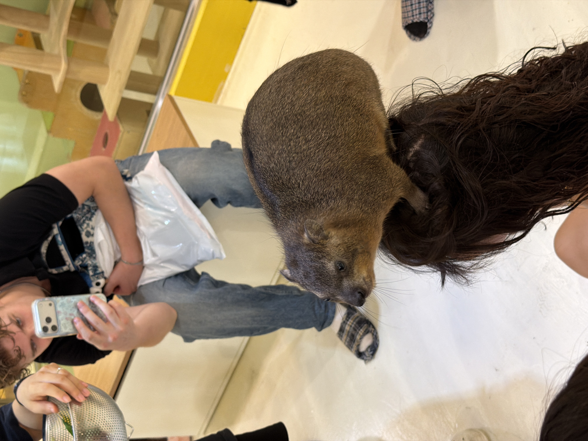 In Seoul, South Korea, a person wearing blue jeans and a black shirt is seated, holding a smartphone in their right hand to take a selfie. Their left hand holds a metal bowl. A rock hyrax, a small furry mammal, is perched on the head of another individual whose dark, curly hair is visible. The rock hyrax is facing to the left, with its whiskers prominently displayed. The setting appears to be indoors, with a white floor and a light-colored bench visible. In the background, a multi-leveled wooden structure, possibly a play area, is seen behind a glass partition. The overall scene captures a lighthearted interaction between people and an animal.