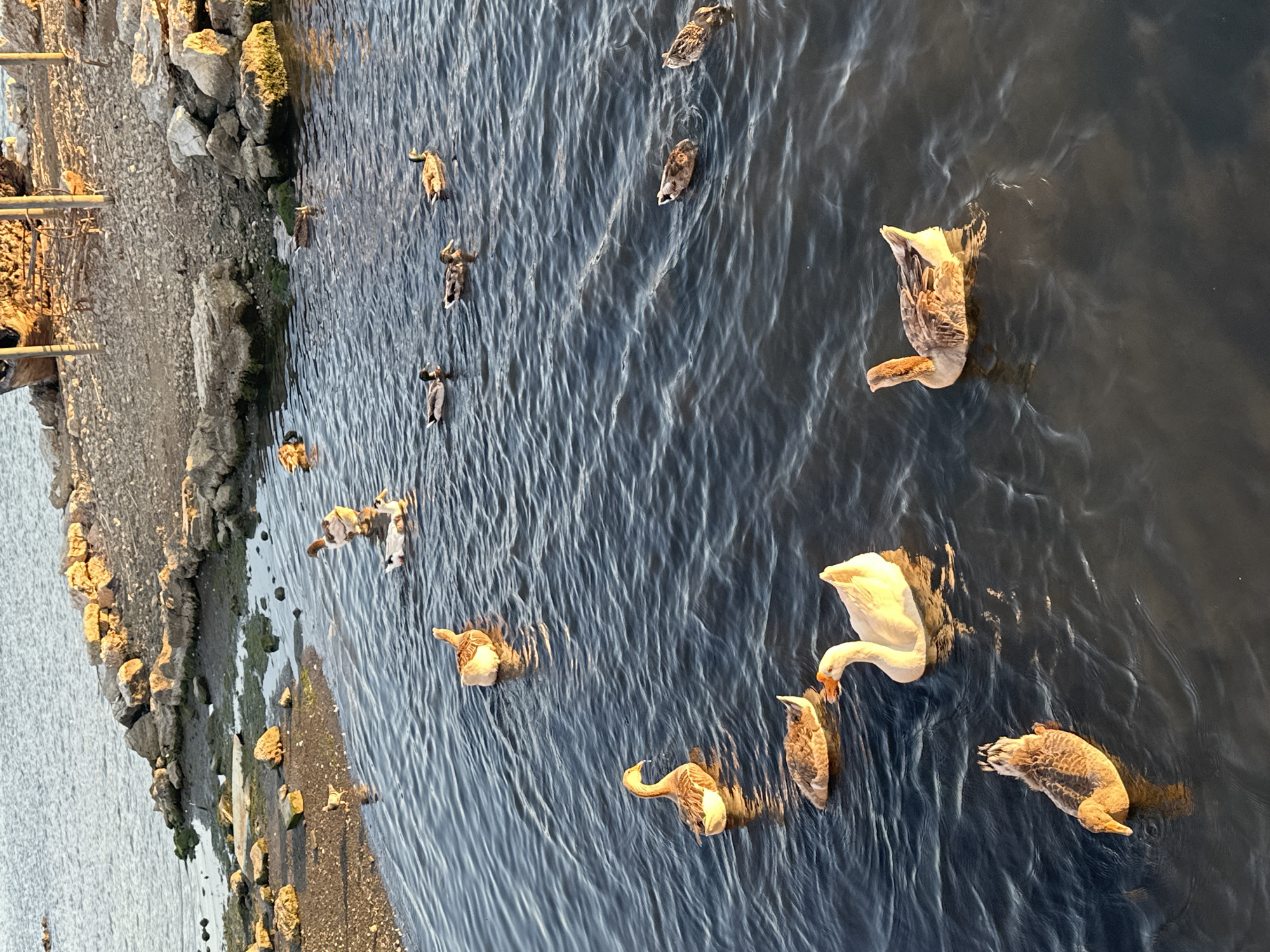 The image presents an elevated view of a tranquil body of water, likely a river or canal, adjacent to a rocky and muddy bank. The scene is illuminated by warm, golden light, suggesting either early morning or late afternoon.
The primary subjects are a group of geese and ducks scattered across the calm, dark blue-grey water. A large white goose is prominently featured in the mid-ground, appearing to feed with its head partially submerged. Surrounding it are several other birds, mostly brown and grey in coloration, some of which are actively dabbling, with their tails pointing upwards as they search for food underwater. Others are swimming gracefully, creating subtle ripples on the water's surface.
The bank on the left side of the frame is composed of an irregular assortment of rocks of various sizes, interspersed with patches of soil and what appears to be dried mud or low vegetation. The sunlight highlights the textures of these stones. The water reflects the soft light, adding to the serene atmosphere. No people are visible, and the activity is centered around the birds' natural behaviors of swimming and feeding. There is no visible text in the image. The overall impression is one of peaceful wildlife in a natural setting.