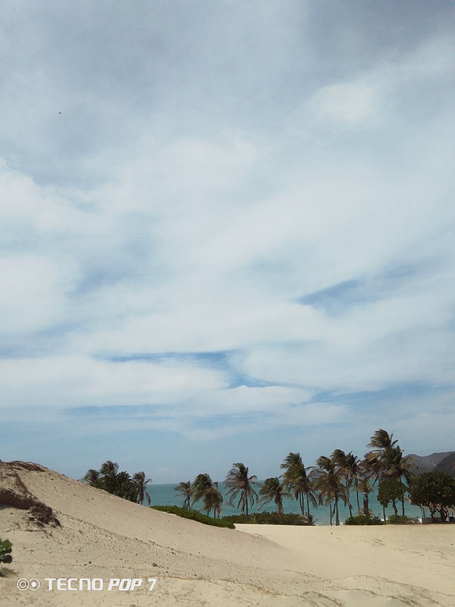 The image shows a coastal landscape in Pedro González, Venezuela. A prominent sand dune occupies the foreground, its surface marked by shadows and variations in texture. Beyond the dune, a line of palm trees stands along the shoreline, partially obscuring the ocean. The sky is filled with white clouds, with patches of blue visible in between. A small bird is visible in the top left. The bottom left corner has "TECNO POP 7" text.