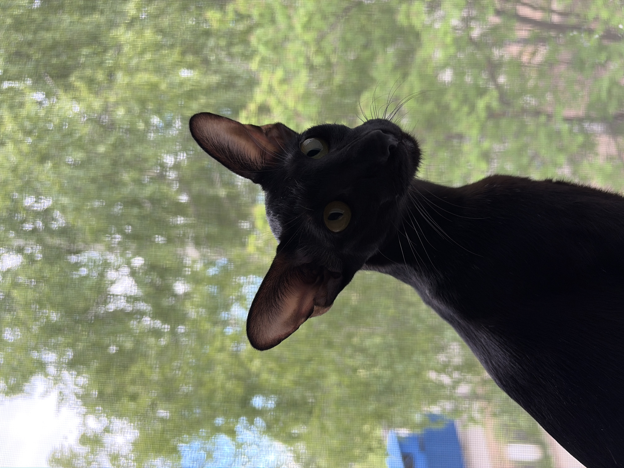 A black Oriental Shorthair cat is silhouetted against a window screen, with blurred green foliage and some blue structures visible in the background, suggesting an outdoor environment. The cat has large, pointed ears and yellow-green eyes. The image appears to be taken in Chaikovsky, Russia, as suggested by the context.