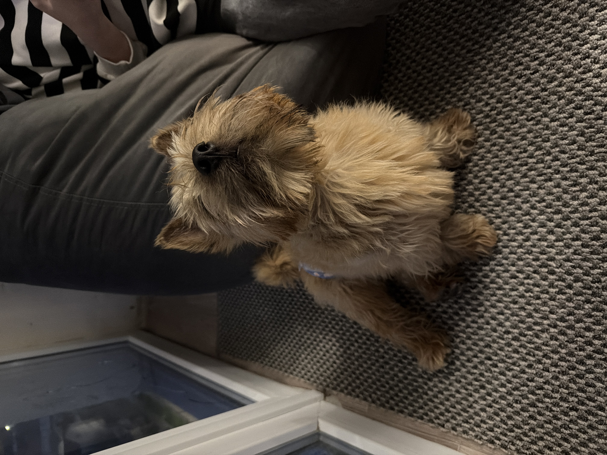 A small, light brown, shaggy-haired dog with a black nose is the central subject, looking upwards towards the camera. The dog appears to be a terrier breed, with its fur slightly tousled. A light-colored collar is visible around its neck. It is positioned on a dark gray and light gray patterned carpet.
To the upper left, a person is partially visible, wearing a black and white striped top. They are seated on what appears to be a gray fabric surface, possibly a sofa or a large bean bag. Only a portion of their torso and arm are seen.
In the bottom left of the frame, a clear glass surface is visible, framed by white borders. This could be a floor-level window, a skylight looking into another room, or a large glass-top table. The glass reflects some light from an unseen source.
The scene depicts an indoor setting, likely a living room or a cozy den, characterized by the carpet and comfortable seating. The lighting is moderate, suggesting an indoor environment without harsh sunlight. The dog's attentive upward gaze suggests it is interacting with the person or the photographer. There is no visible text in the image.
