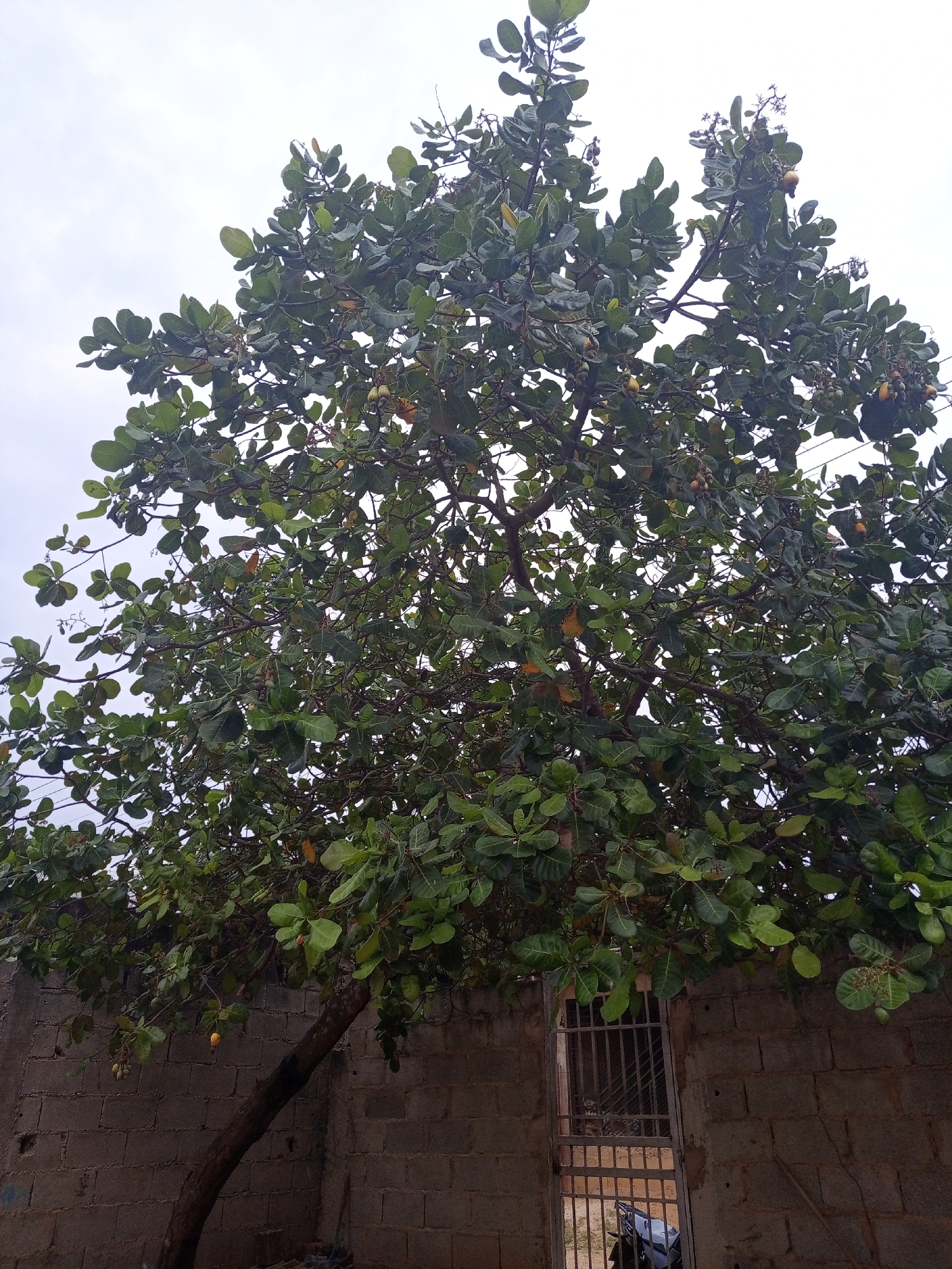 The image depicts a large tree with broad green leaves and visible fruit, possibly mangoes or similar tropical fruit, growing near a gray brick wall in what appears to be a yard or urban environment. The tree's trunk leans toward the wall. A metal gate is set into the wall, revealing a glimpse of what might be a motorcycle parked behind it. The sky is overcast. The location is Tinaquillo, Venezuela.