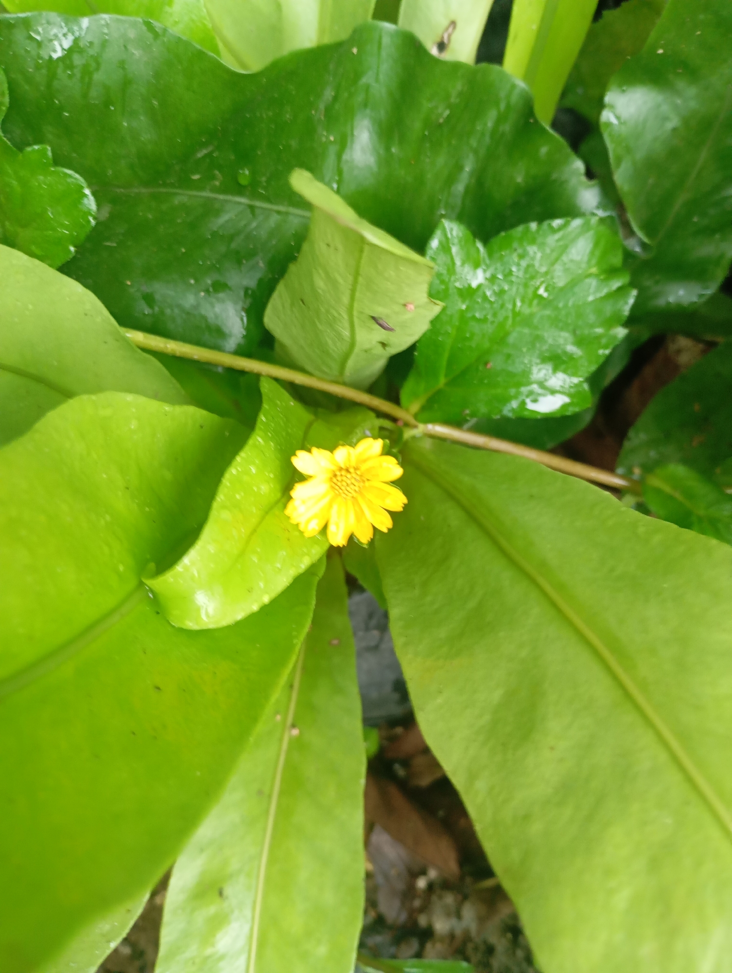 A single, small yellow flower with visible petals and a darker center is positioned in the foreground, slightly to the left of the image's center. It is surrounded by large, vibrant green leaves, some of which appear wet with water droplets, suggesting recent rain or dew. The leaves form a lush backdrop, with some overlapping and casting subtle shadows. A thin, light-colored stem or branch runs horizontally across the image behind the flower, connecting to the surrounding foliage. The overall impression is of a close-up shot of a plant in a natural, possibly humid environment. This scene is likely located in the city of Janthobaru, Indonesia, a region known for its tropical climate and abundant plant life.