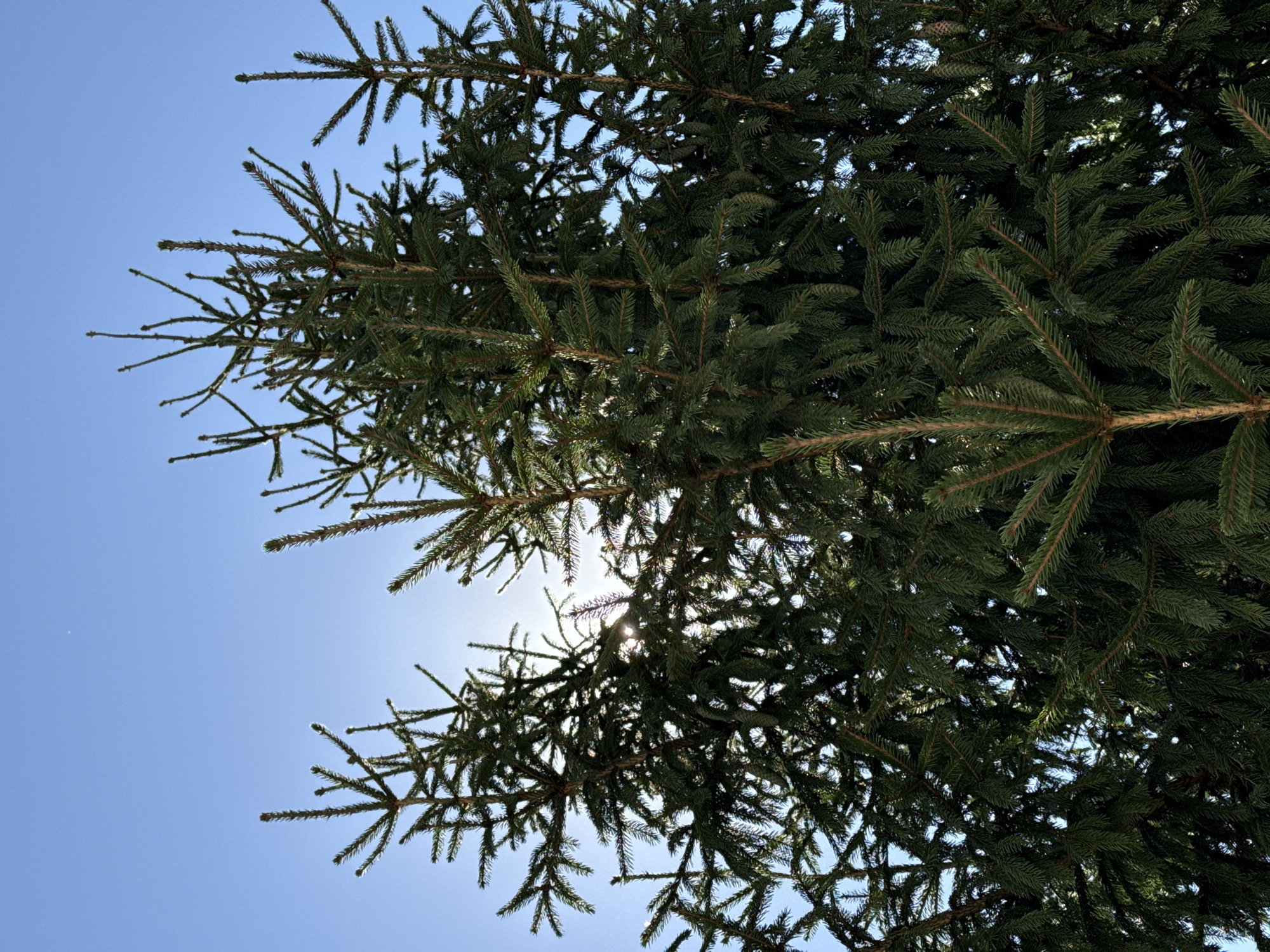 The image shows a close-up view of the tops of several dark green spruce trees against a clear, bright blue sky. The sun is partially obscured by the dense foliage, creating a lens flare effect in the upper central portion of the image. Some small, light-colored pine cones are visible hanging from the branches. The perspective is from below, looking up towards the sky and the trees. There are no people or man-made structures visible in the frame. The environment appears to be outdoors, likely in a natural setting or a park within the city of Sol-Iletsk, Russia, given the context provided.