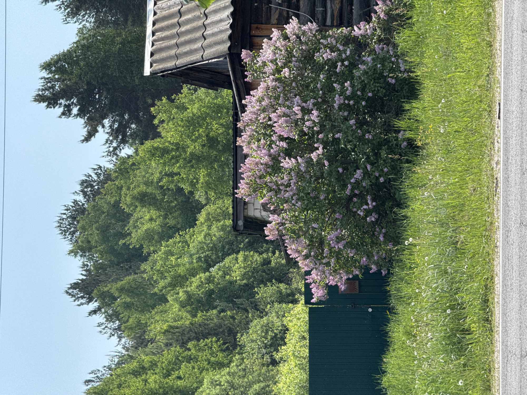 A sideways, medium shot captures a rural scene near Красный Маяк, Russia. The rightmost part of the image features a narrow asphalt road edge bordering a grassy verge with various wildflowers and grasses. Behind the verge stands a dark green, plank fence. The left side of the image shows an old, weathered wooden building with a gray, corrugated roof. In front of the building, a large lilac bush with purple blossoms dominates the scene. A forest with dense green trees is visible behind the building, under a clear sky.