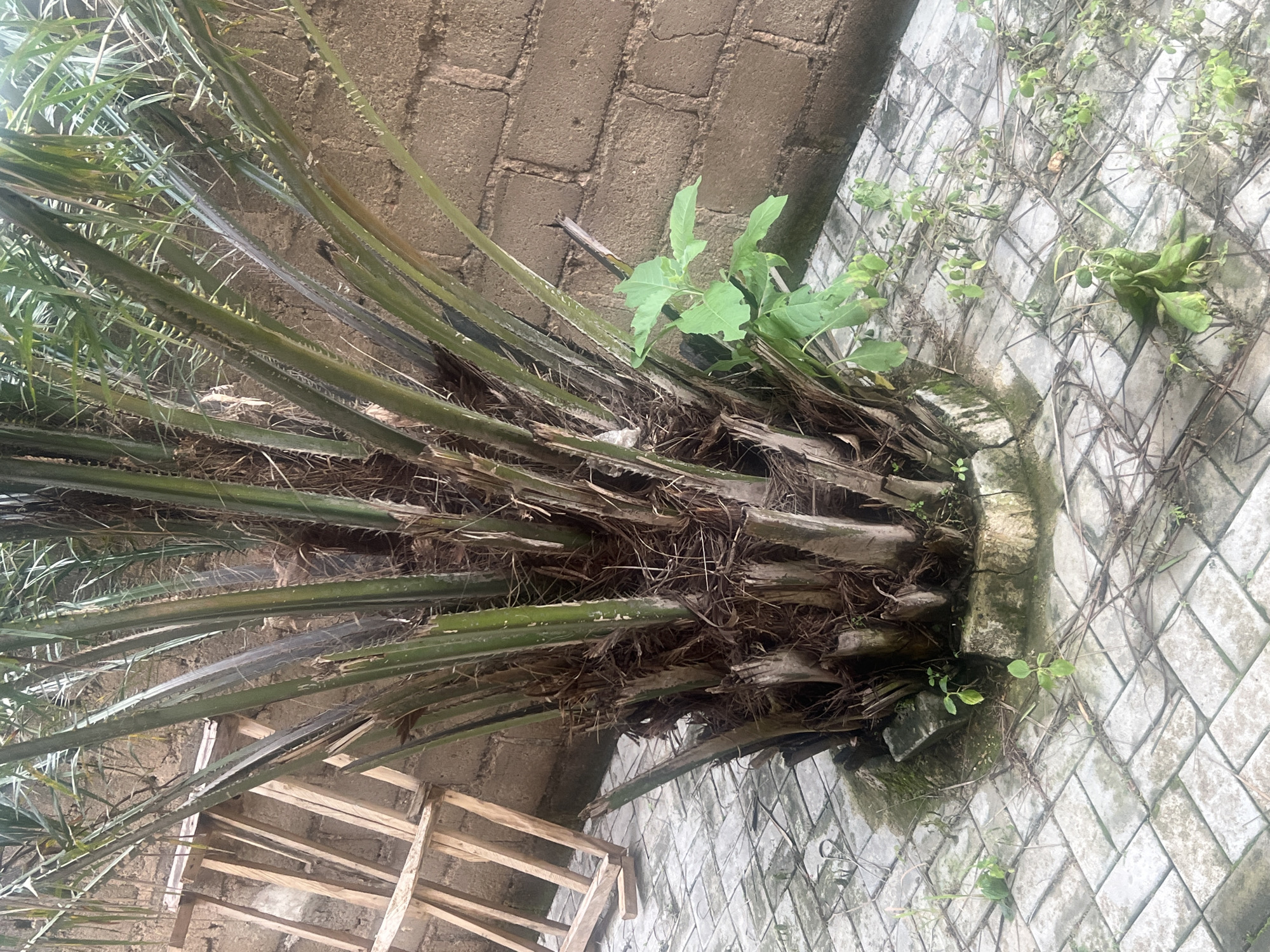 The image shows the base of a palm tree. The trunk is covered in the fibrous remnants of old fronds, and new fronds emerge from the top, some of which are spiky. The palm tree is growing out of a raised planter box constructed of concrete blocks. Around the planter box, the ground is paved with light-colored square tiles arranged in a diamond pattern. Some green weeds and vines are growing in the gaps between the tiles and also emerging from the planter box, around the base of the palm tree. In the background, a rough brick wall is visible. To the left of the planter box, some wooden planks are stacked, suggesting construction or debris. The lighting appears to be natural daylight, possibly overcast, as there are no strong shadows. The scene depicts an outdoor setting, likely in a garden or yard, with vegetation and weathered paving. No people are visible in the image. The overall impression is one of a slightly neglected but natural outdoor environment.