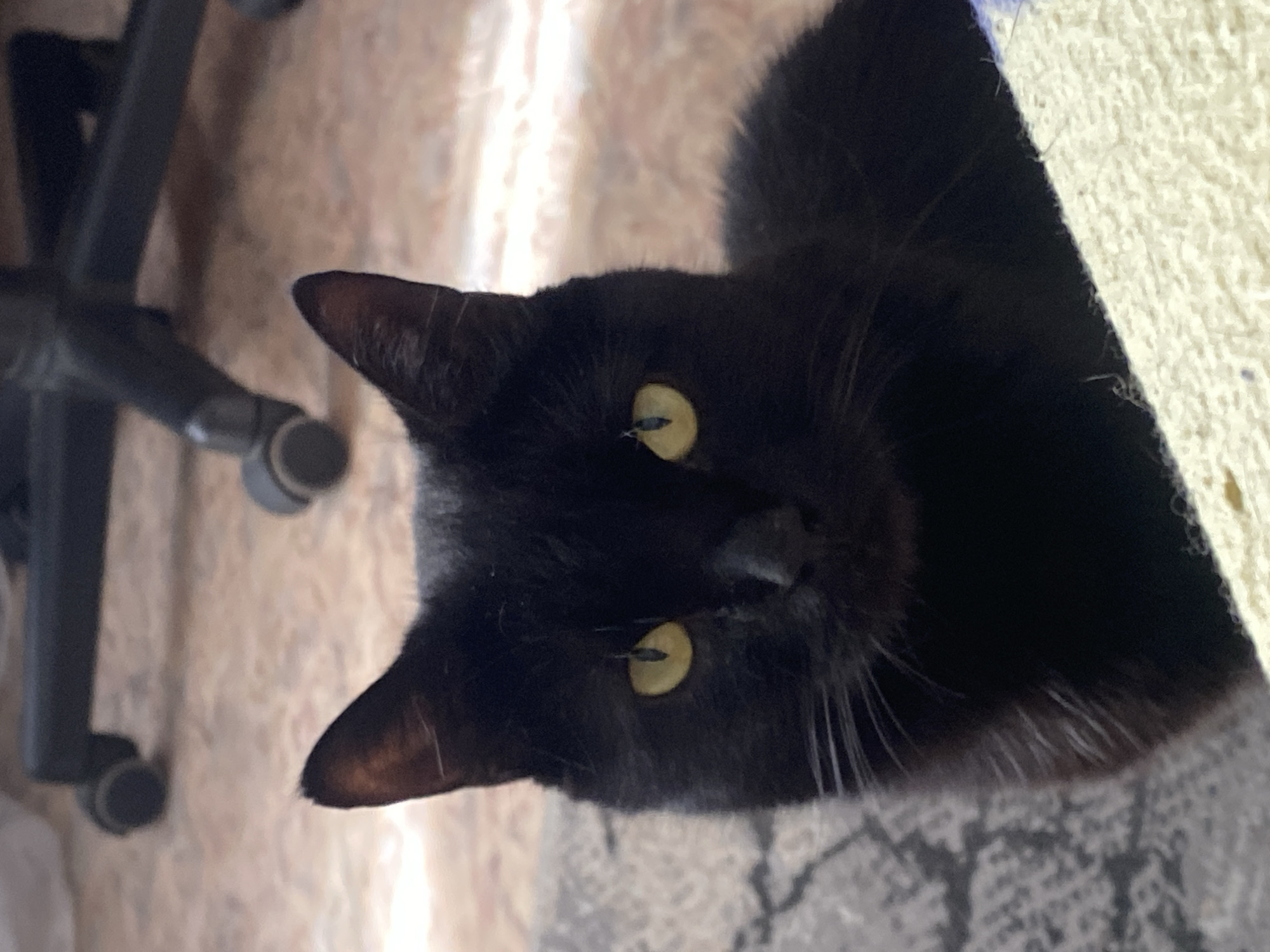 A black cat with yellow eyes is facing the camera. The cat's head is tilted. A chair with rollers is partially visible on the left side of the image. A white surface is visible on the upper right side of the image. The background beneath the cat appears to be a mottled grey color.