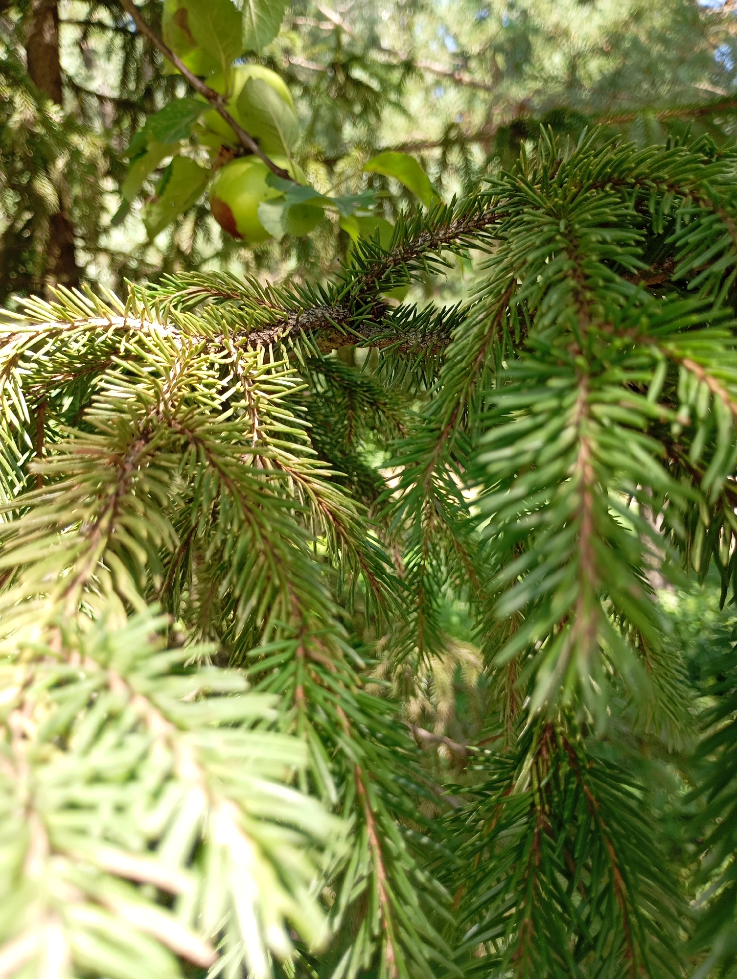 In the city of Chaikovsky, Russia, a close-up shot captures evergreen branches of a tree, possibly a spruce, with needles in focus. Behind the prominent branches, a blurred background reveals a hint of lighter green foliage and what appears to be an apple tree branch with two small green apples. The lighting suggests an outdoor, daytime setting, with sunlight filtering through the branches.