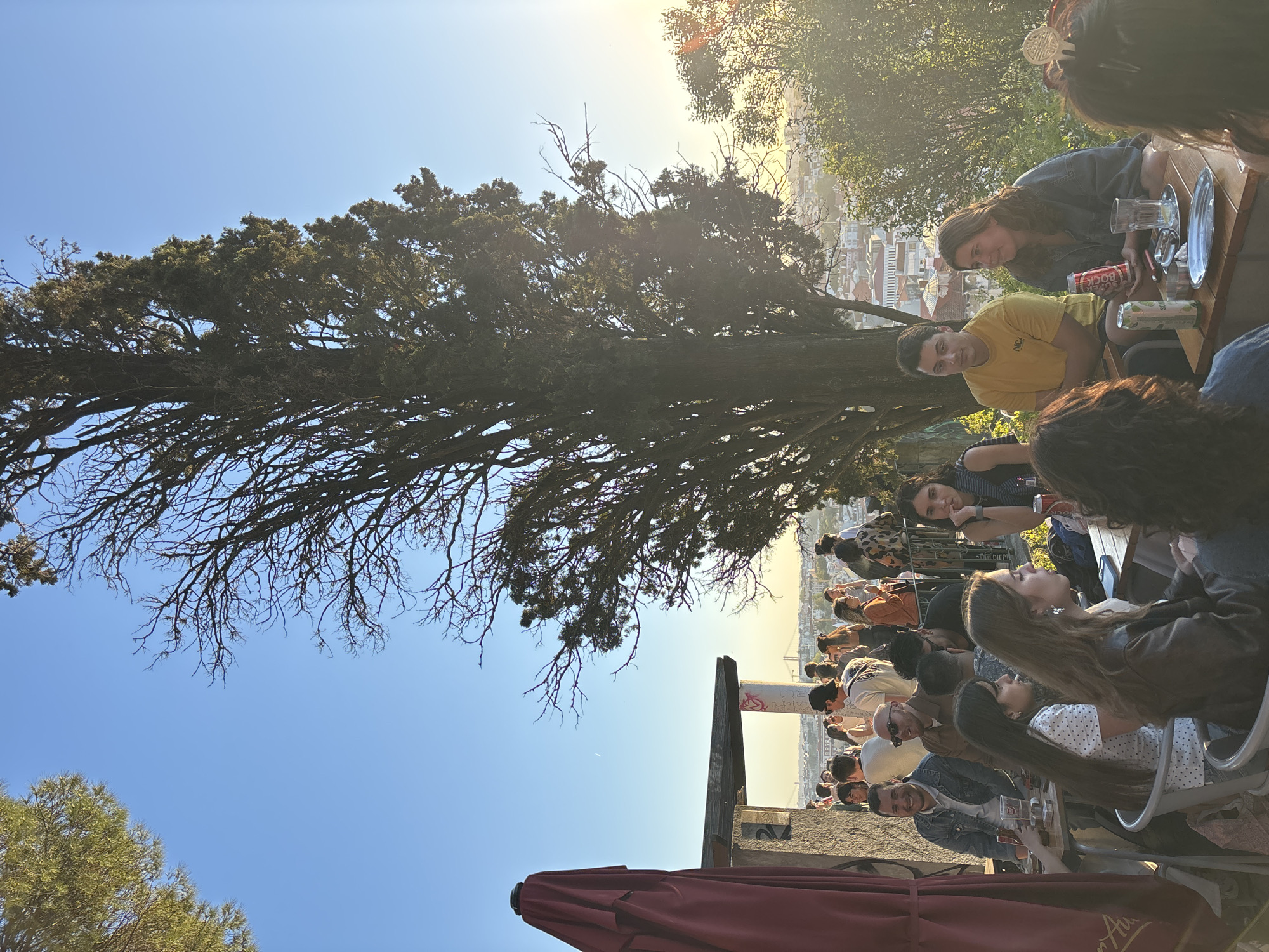 A ground-level shot captures a group of people gathered at an outdoor venue. To the left, a large tree with expansive, leafless branches reaches toward a clear blue sky. The sun shines brightly, creating a hazy effect towards the upper-right corner, where a cityscape with buildings is partially visible. Below the tree, people are seated at tables, engaged in conversation and relaxation. The focus is on individuals in the foreground, including a woman in a yellow shirt. The image suggests an outdoor gathering spot, likely in Lisbon, Portugal, where people are socializing under the shade of a tree.