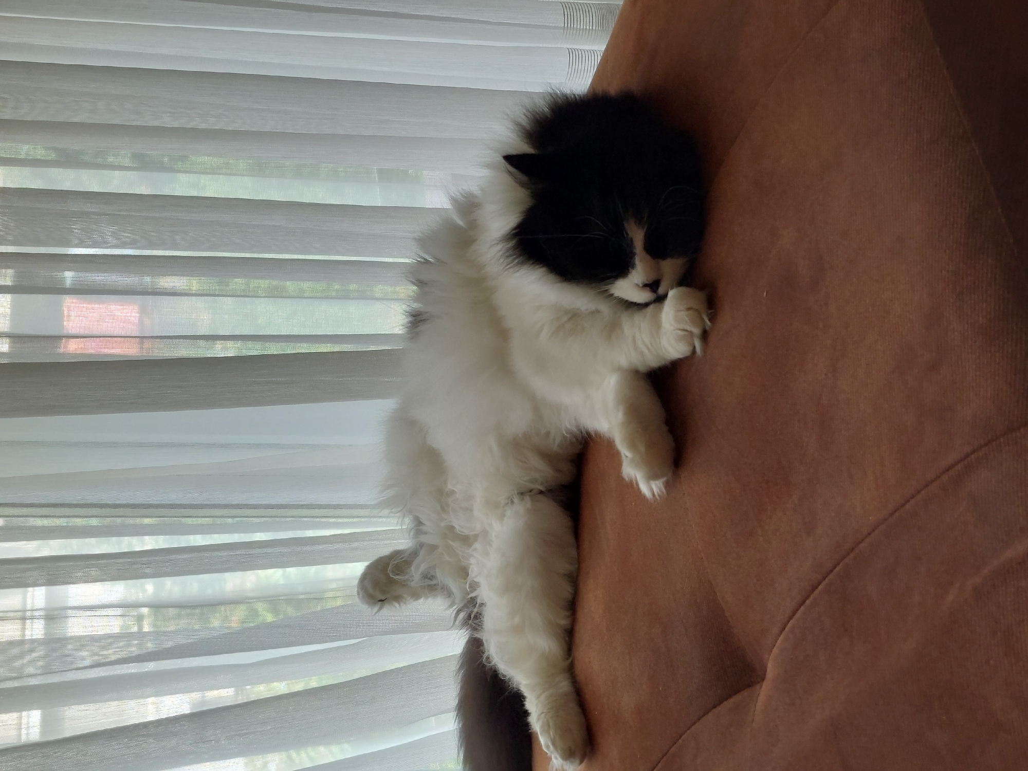 A black and white fluffy cat is asleep on a brown couch near a window. The window is covered by white, horizontally striped blinds. The cat is lying on its side, with its face pressed against the couch. The cat has its paws in front of its face. The cat's tail is visible. The location is inside of a building, most likely in Plovdiv, Bulgaria.