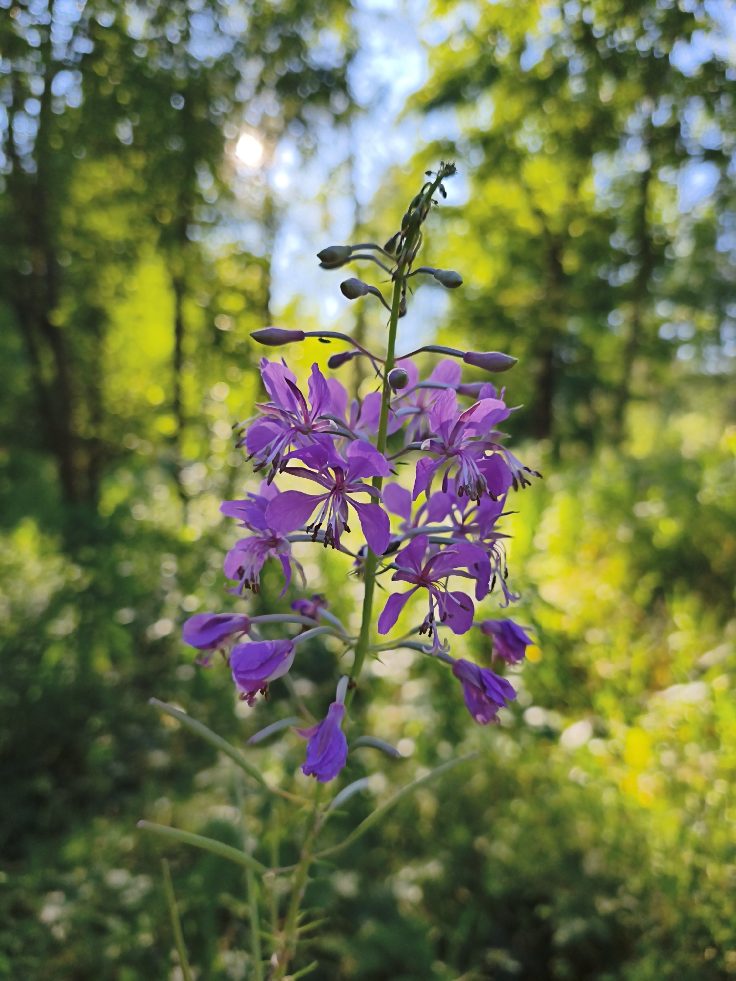 The image displays a close-up, vertical shot of a purple flower stalk with multiple blooms and buds against a softly blurred background of green foliage and dappled sunlight. The flower stalk is positioned slightly off-center to the right. The focus is sharp on the flower, highlighting the delicate petals and stamens. The background suggests an outdoor, natural setting, possibly a park or forest area, with bokeh effects from the sunlight filtering through leaves. The scene is devoid of any people or urban structures, making it difficult to pinpoint a specific location within Maardu, Estonia, based solely on the visual information provided.
