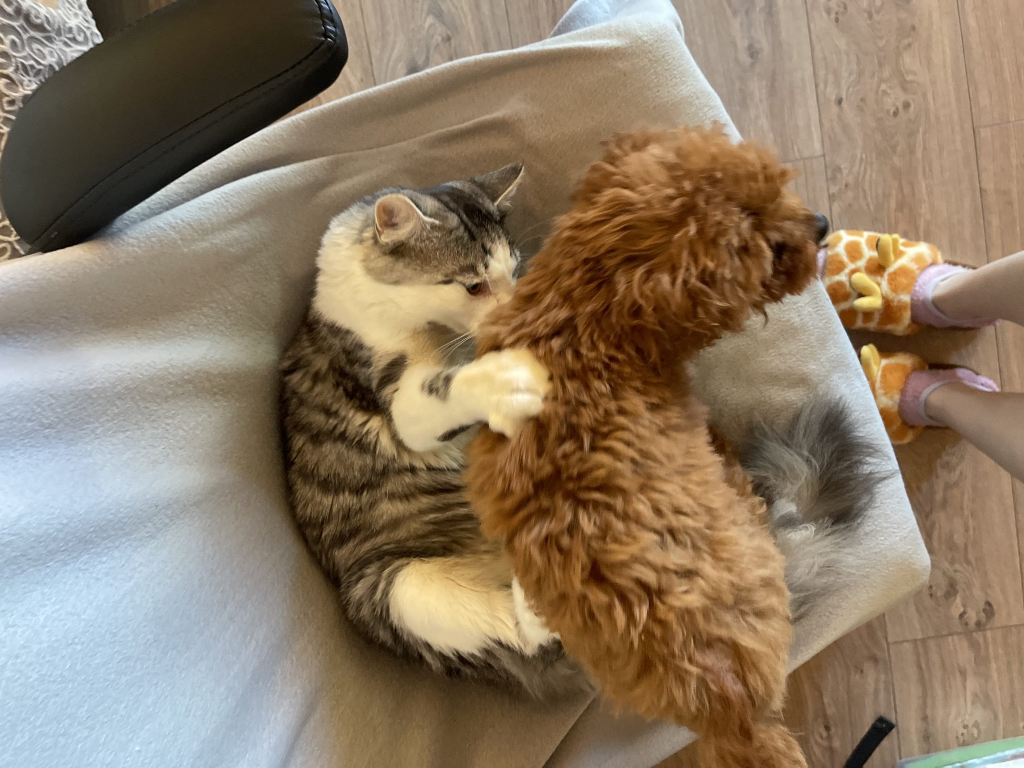 A medium-close shot depicts a cat and a dog interacting on a gray blanket, situated indoors on a light wood-toned floor. The cat, primarily gray and white, is in a curled position with its paws up, seemingly in contact with the dog. The dog, a brown, curly-haired breed, is standing next to the cat. A portion of a black chair armrest is visible in the upper left corner. To the right, a pair of feet wearing giraffe-patterned slippers is partially visible. The location is unspecified; Sofia, Bulgaria is not identifiable from this image.