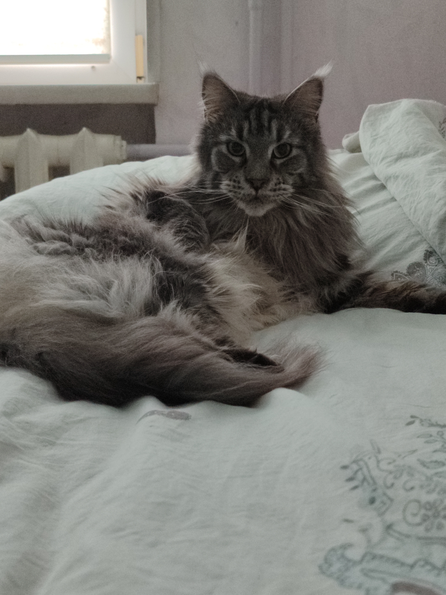 A grey and black Maine Coon cat is lying on a bed. The cat has long fur and is looking at the camera. The bed is covered with a white comforter with a faint floral pattern. A radiator and a window are visible in the background. The image appears to be taken indoors.
